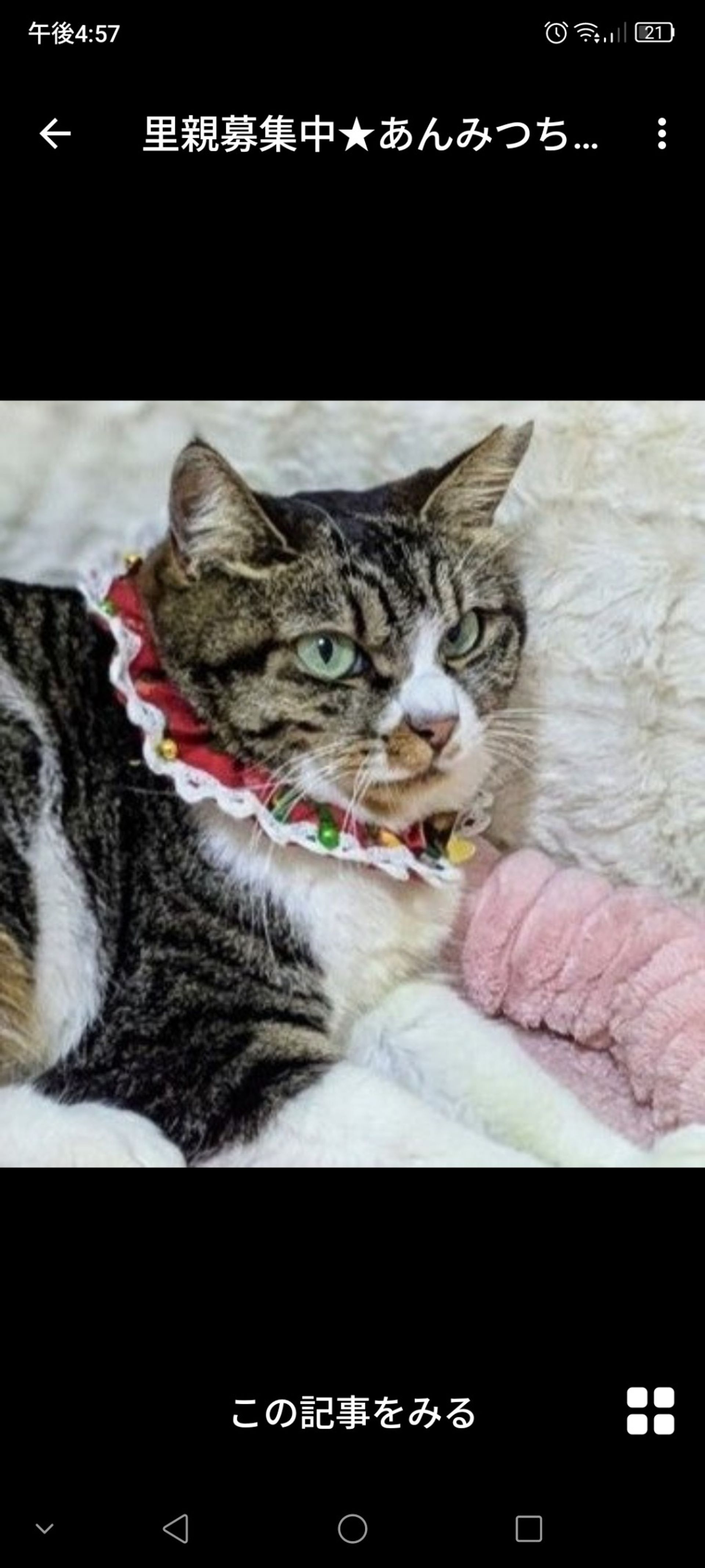 雑種（ミックス猫）・メスの里親募集の写真