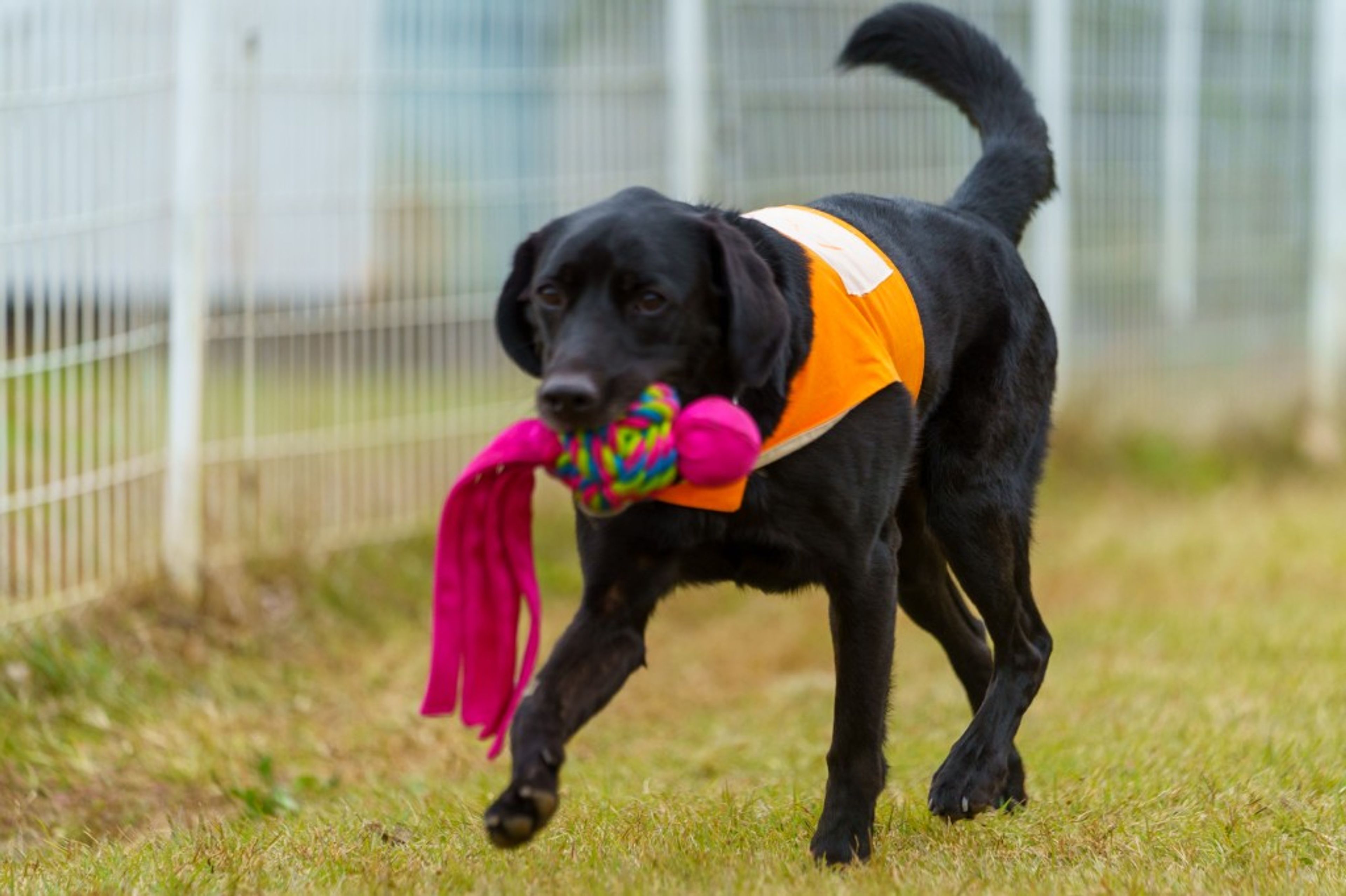 pet-image-4