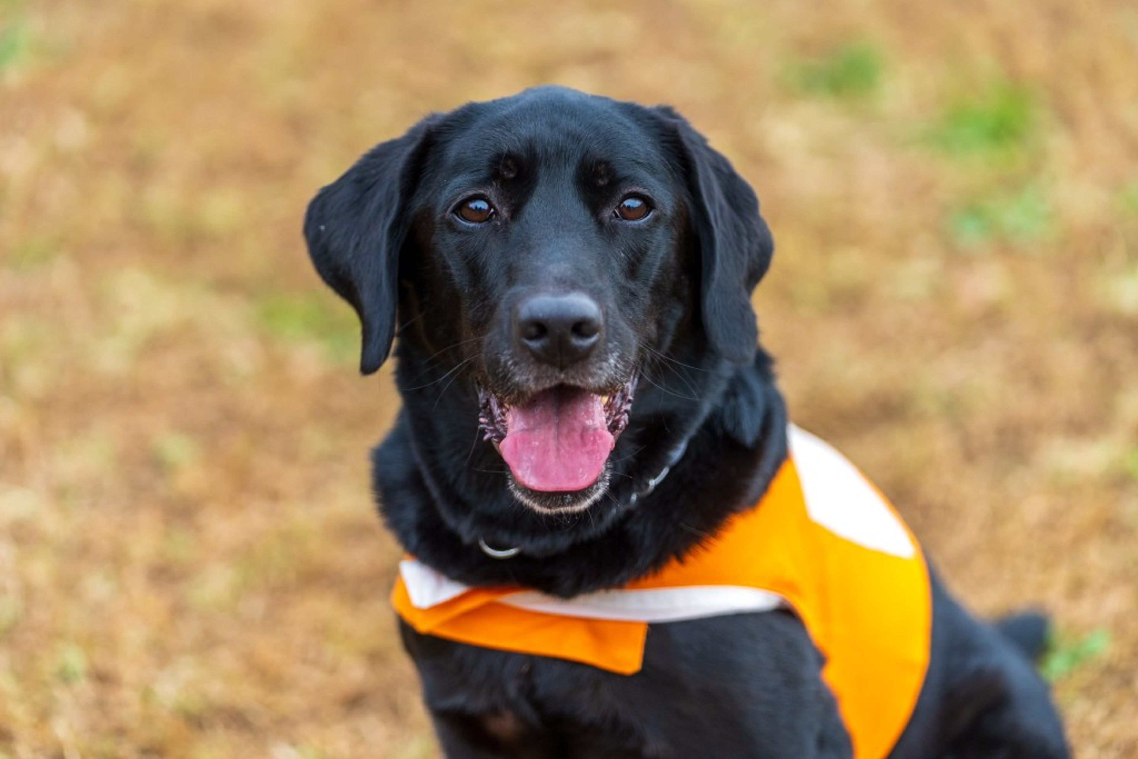 pet-image-5