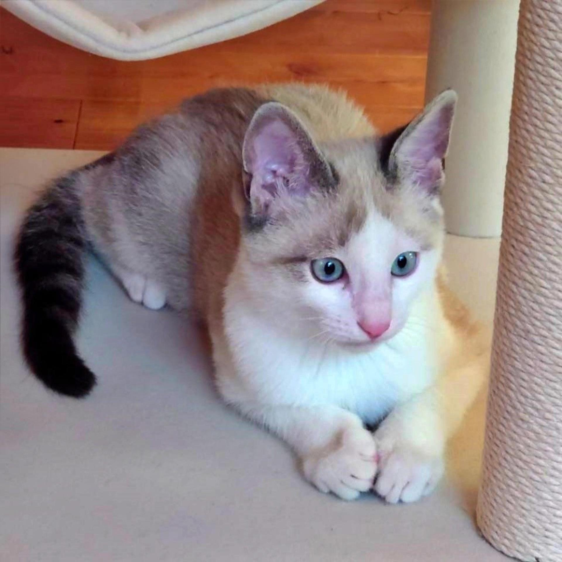 pet-image-8