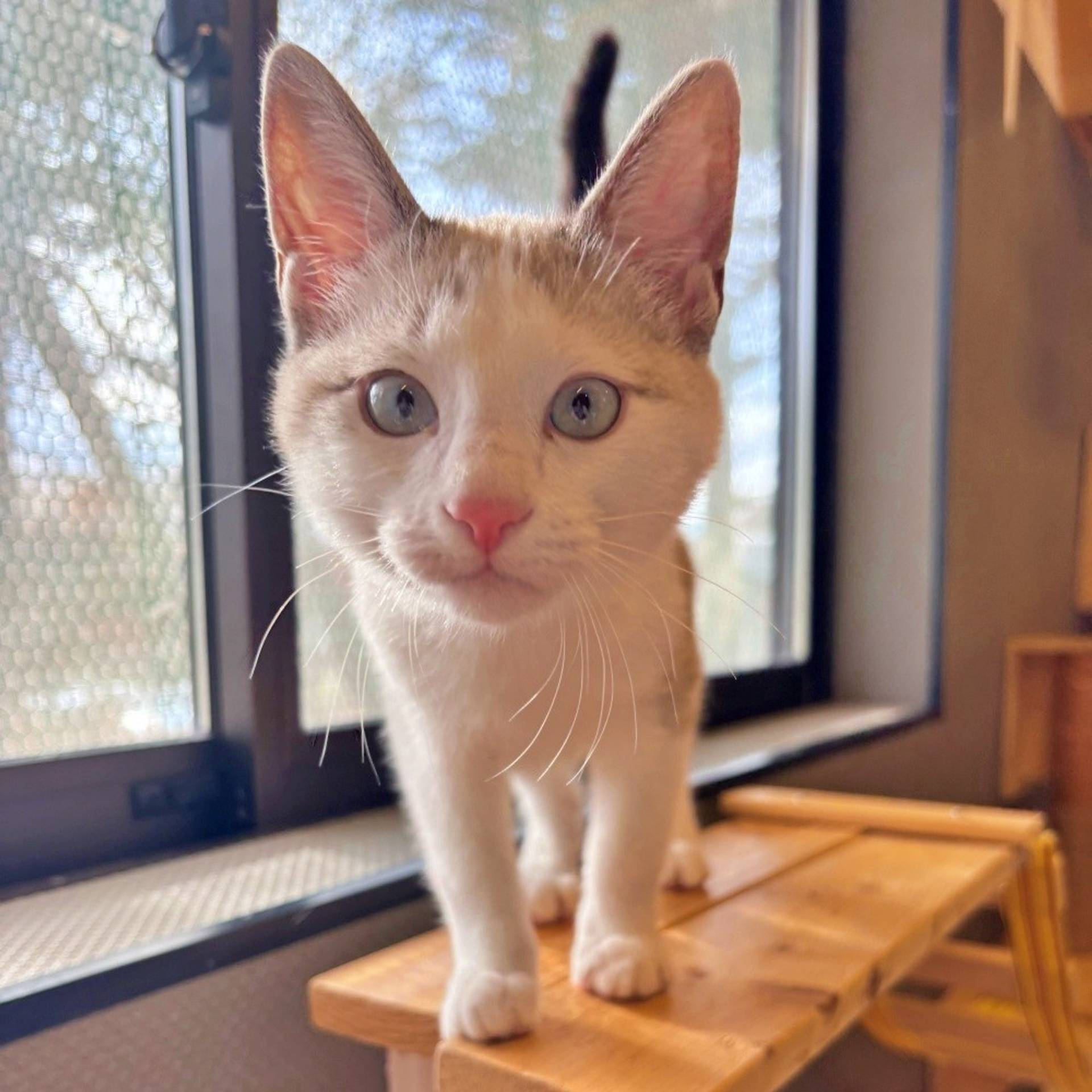 雑種（ミックス猫）・オスの里親募集の写真