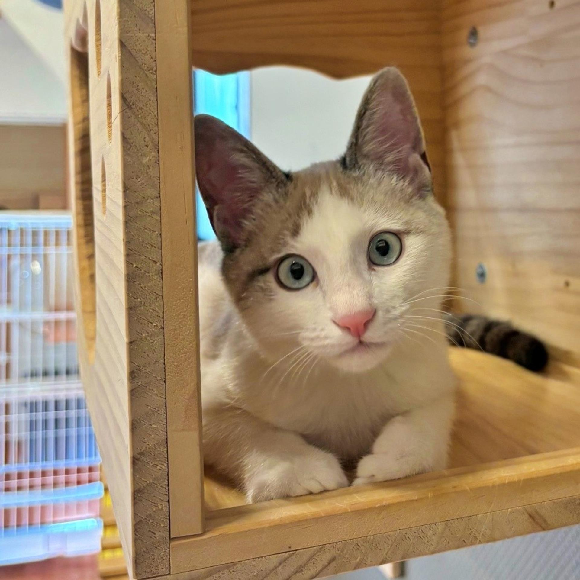 pet-image-2
