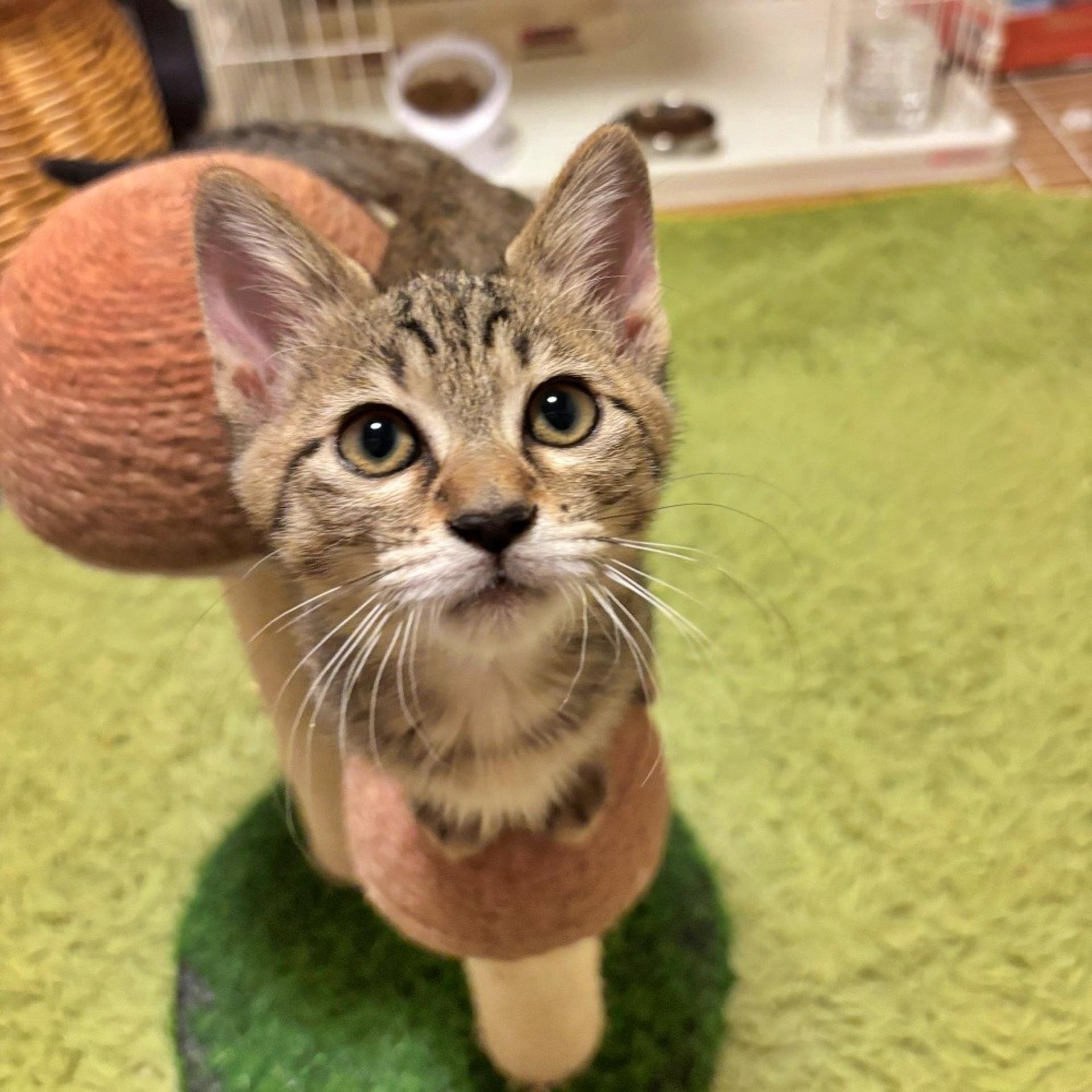 pet-image-2