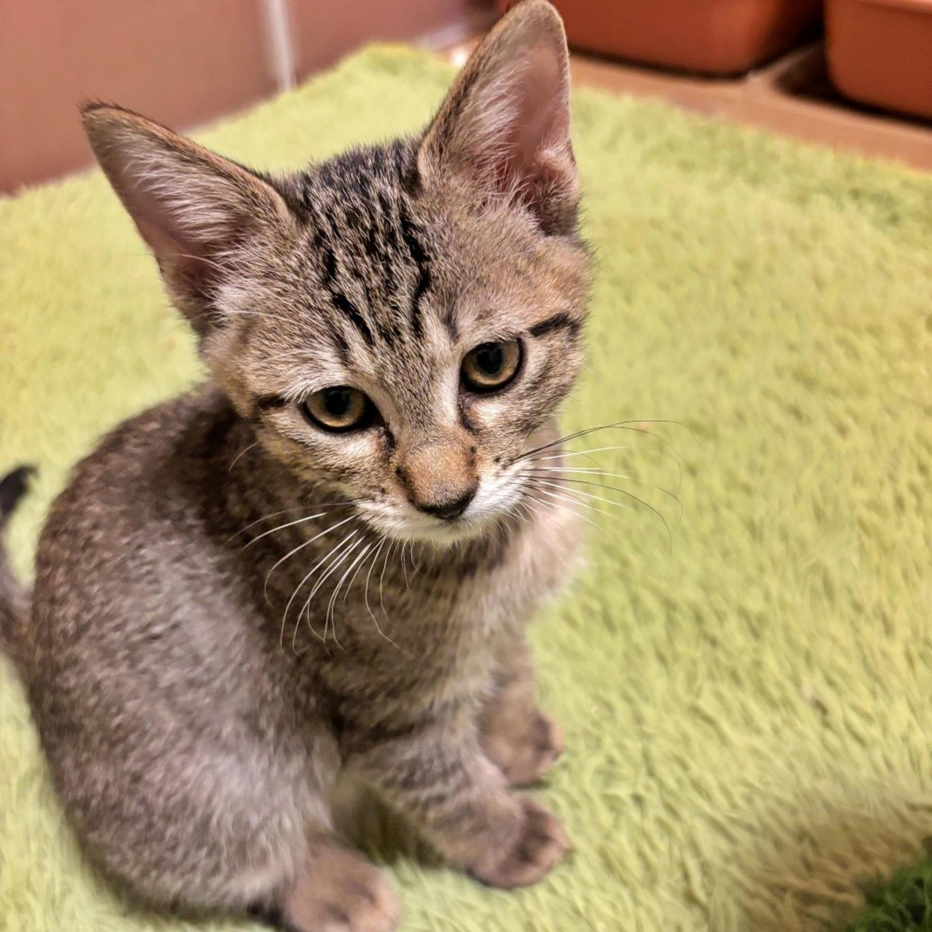 pet-image-3