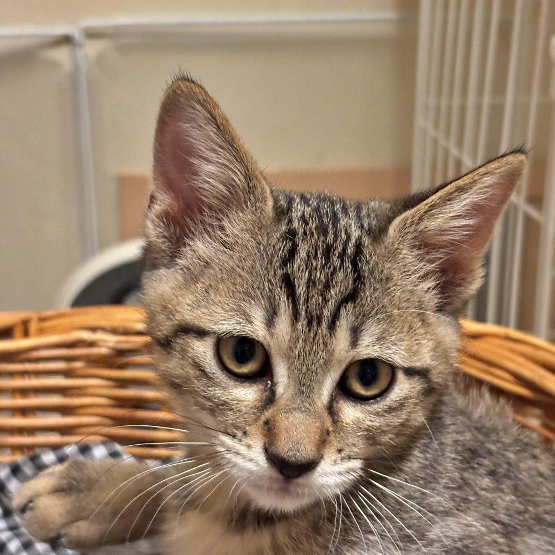 pet-image-4