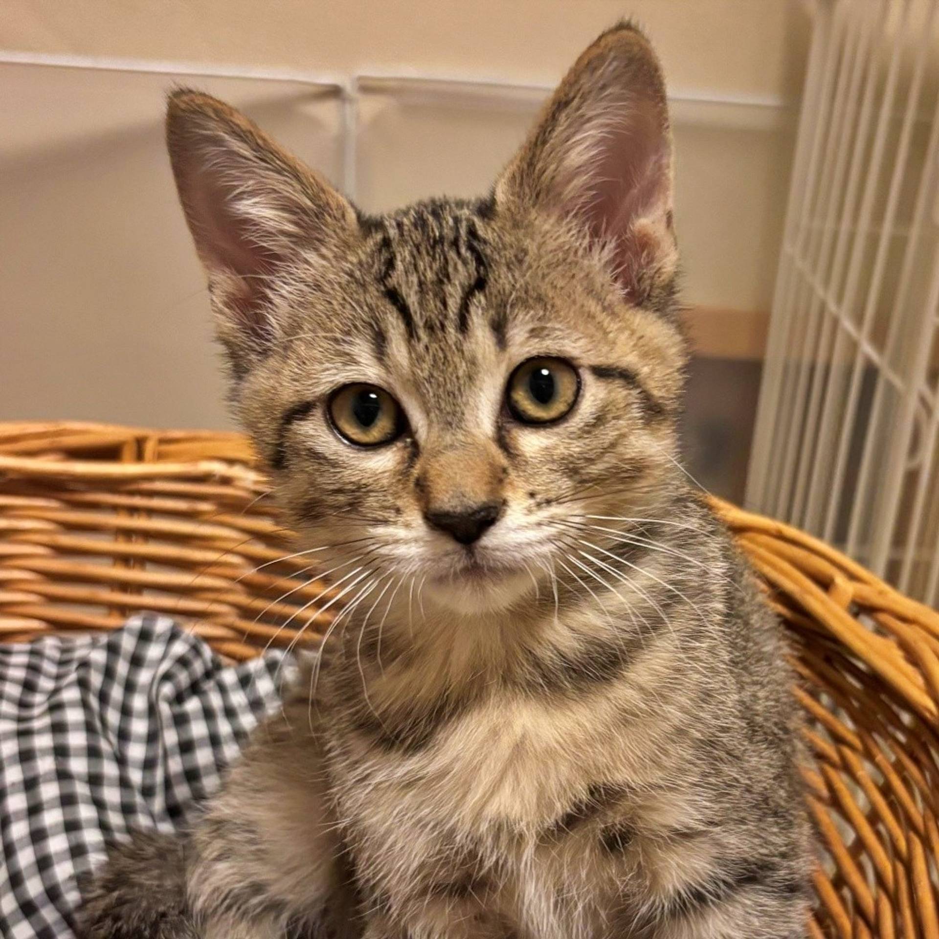 雑種（ミックス猫）・オスの里親募集の写真