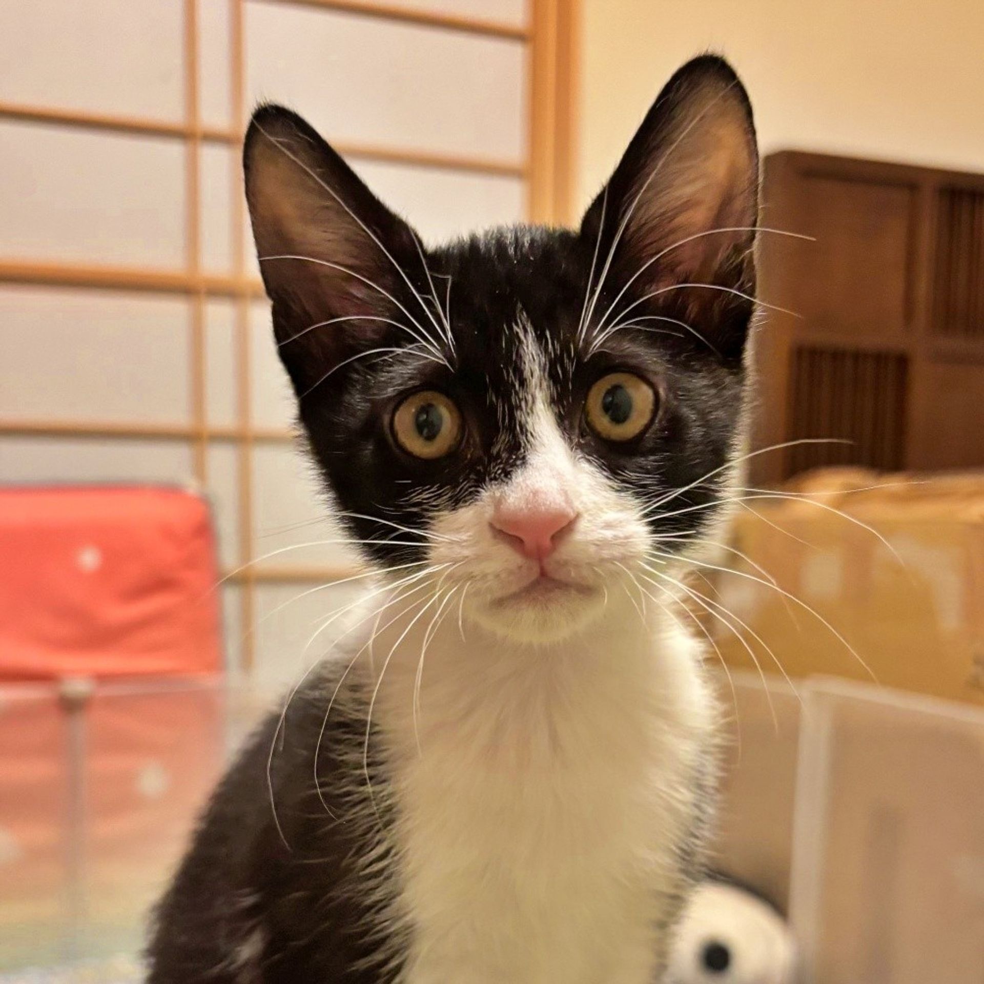 雑種（ミックス猫）・オスの里親募集の写真