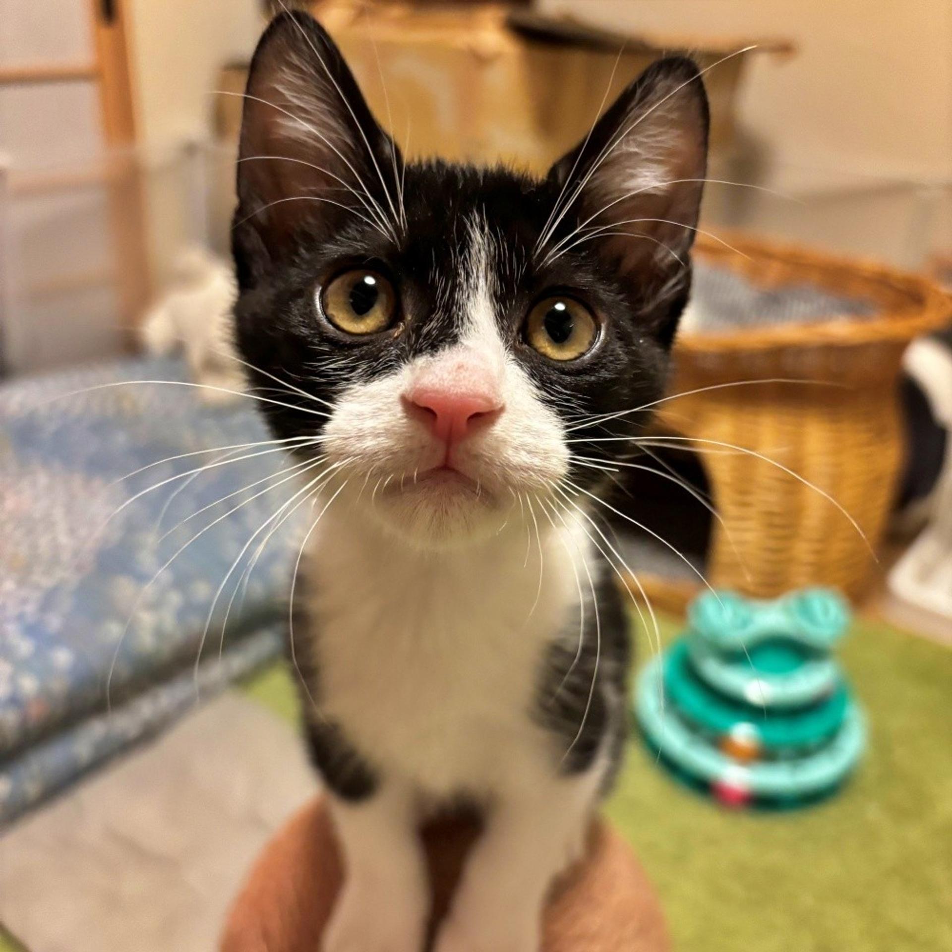 pet-image-3