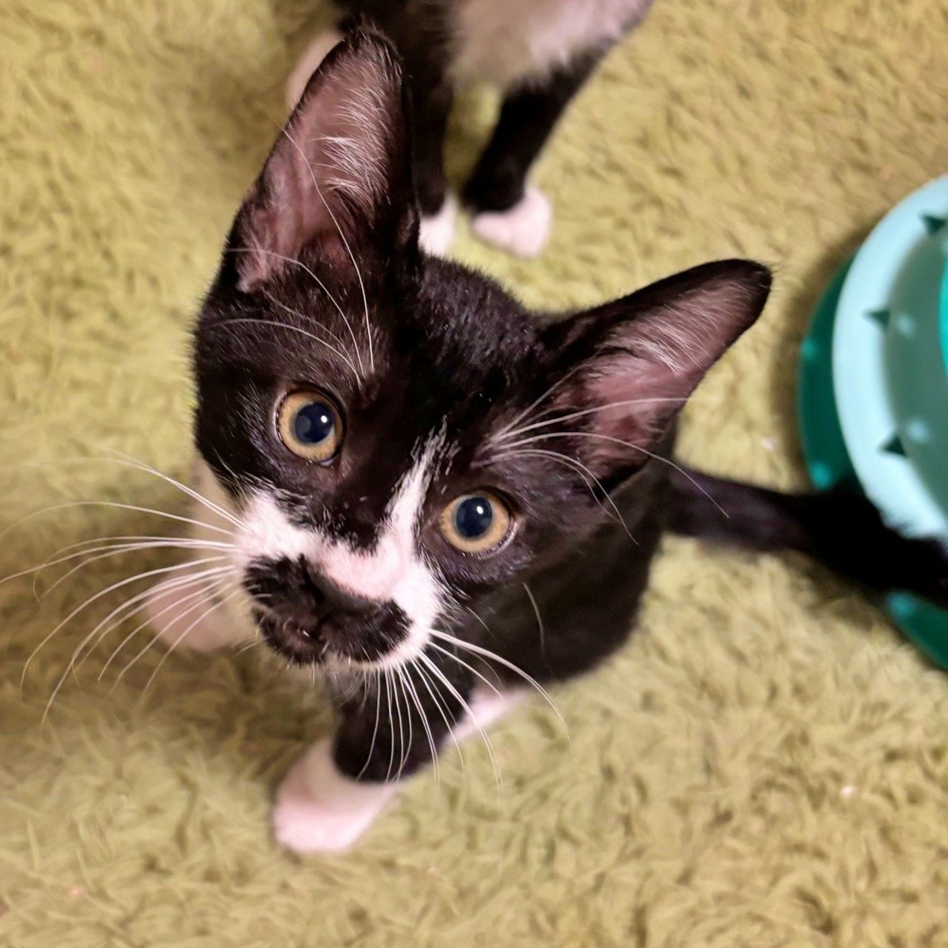 雑種（ミックス猫）・オスの里親募集の写真