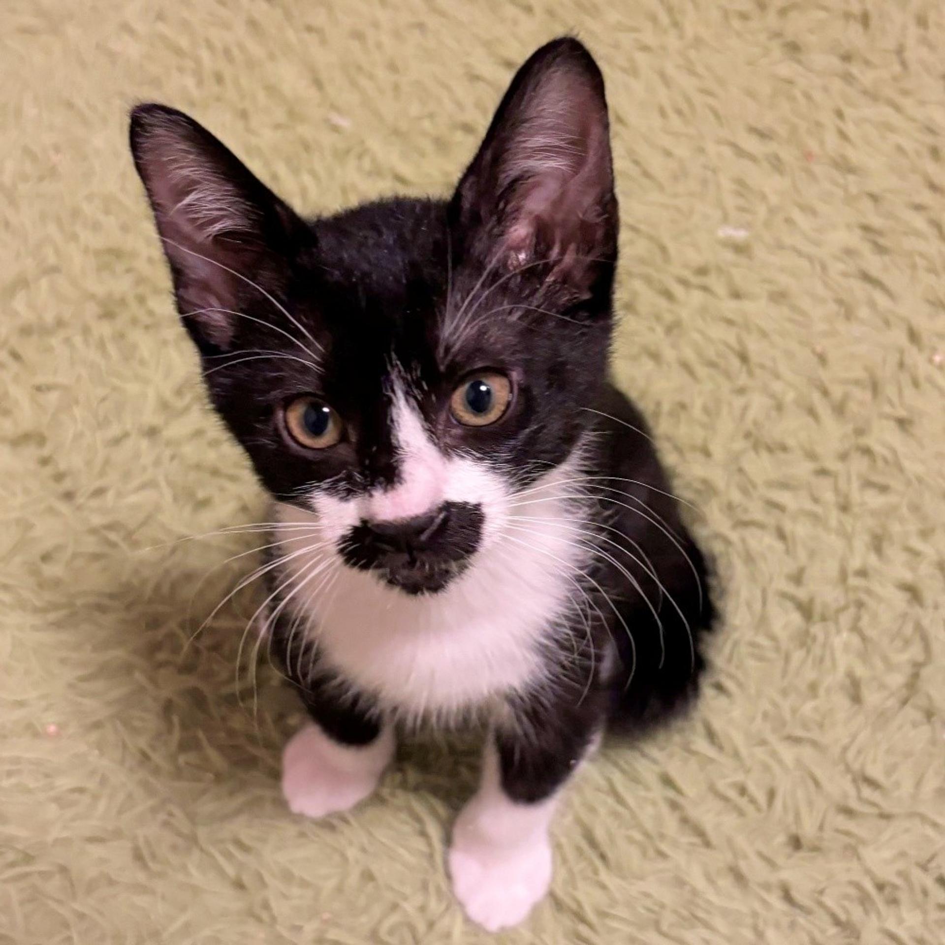pet-image-2