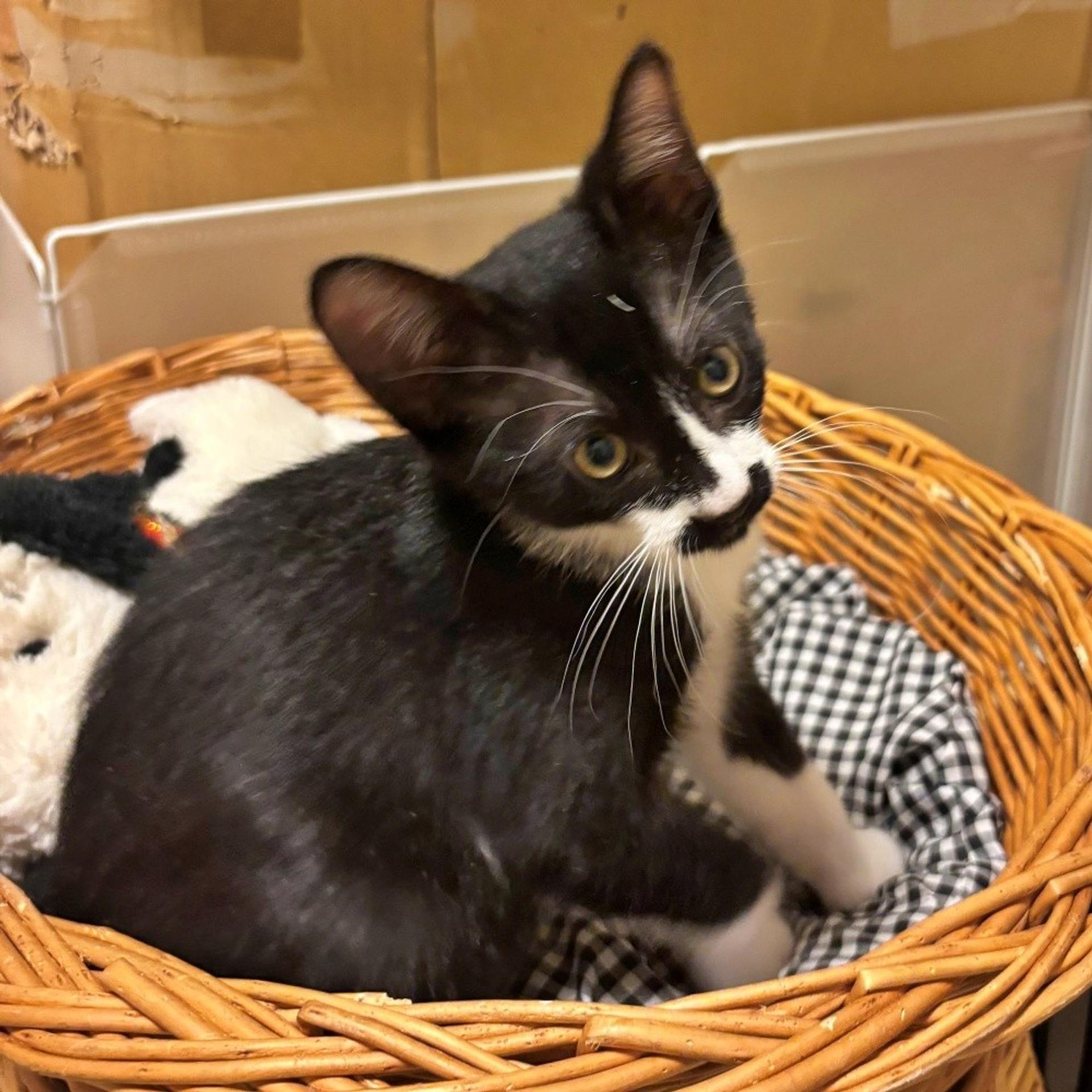 pet-image-4