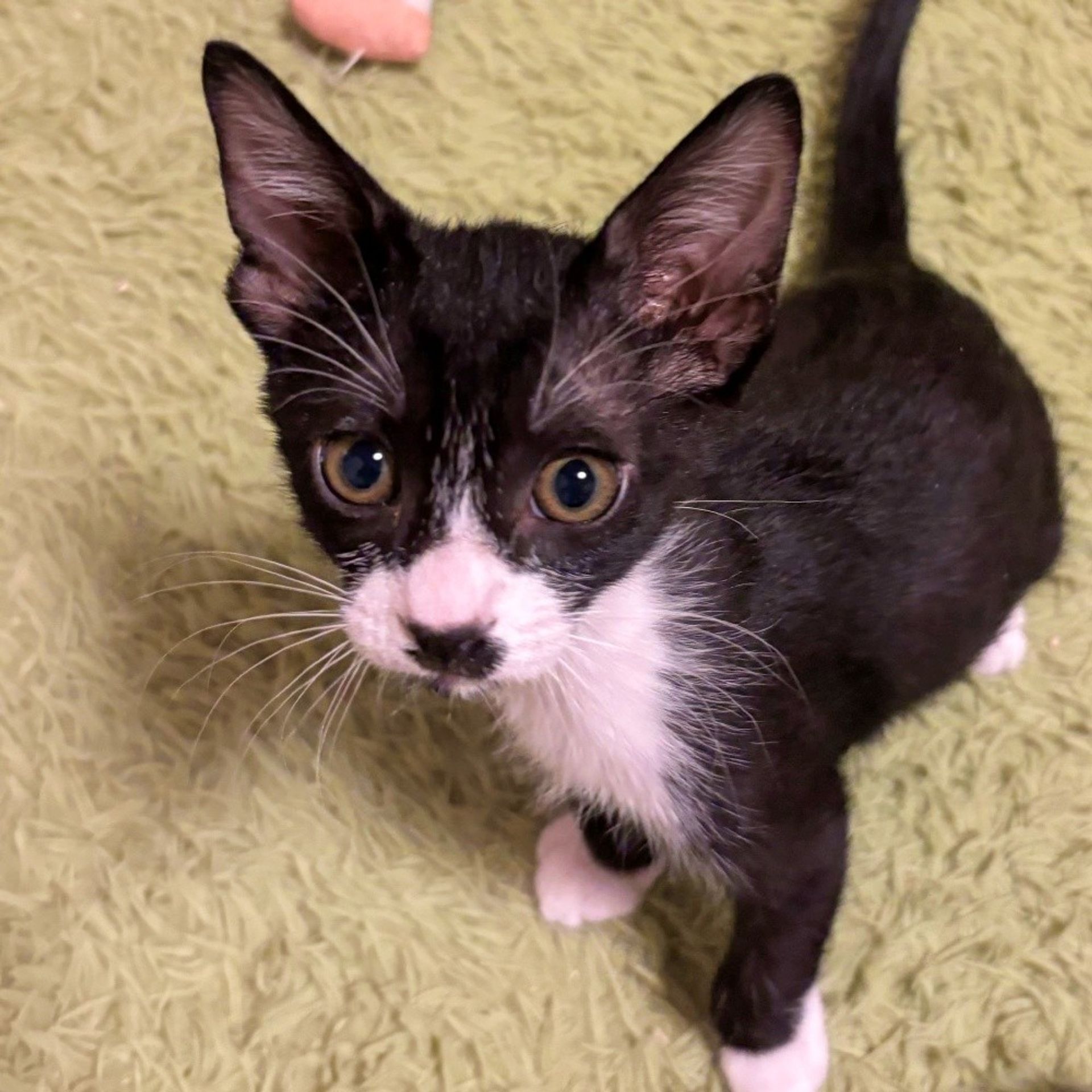 雑種（ミックス猫）・オスの里親募集の写真