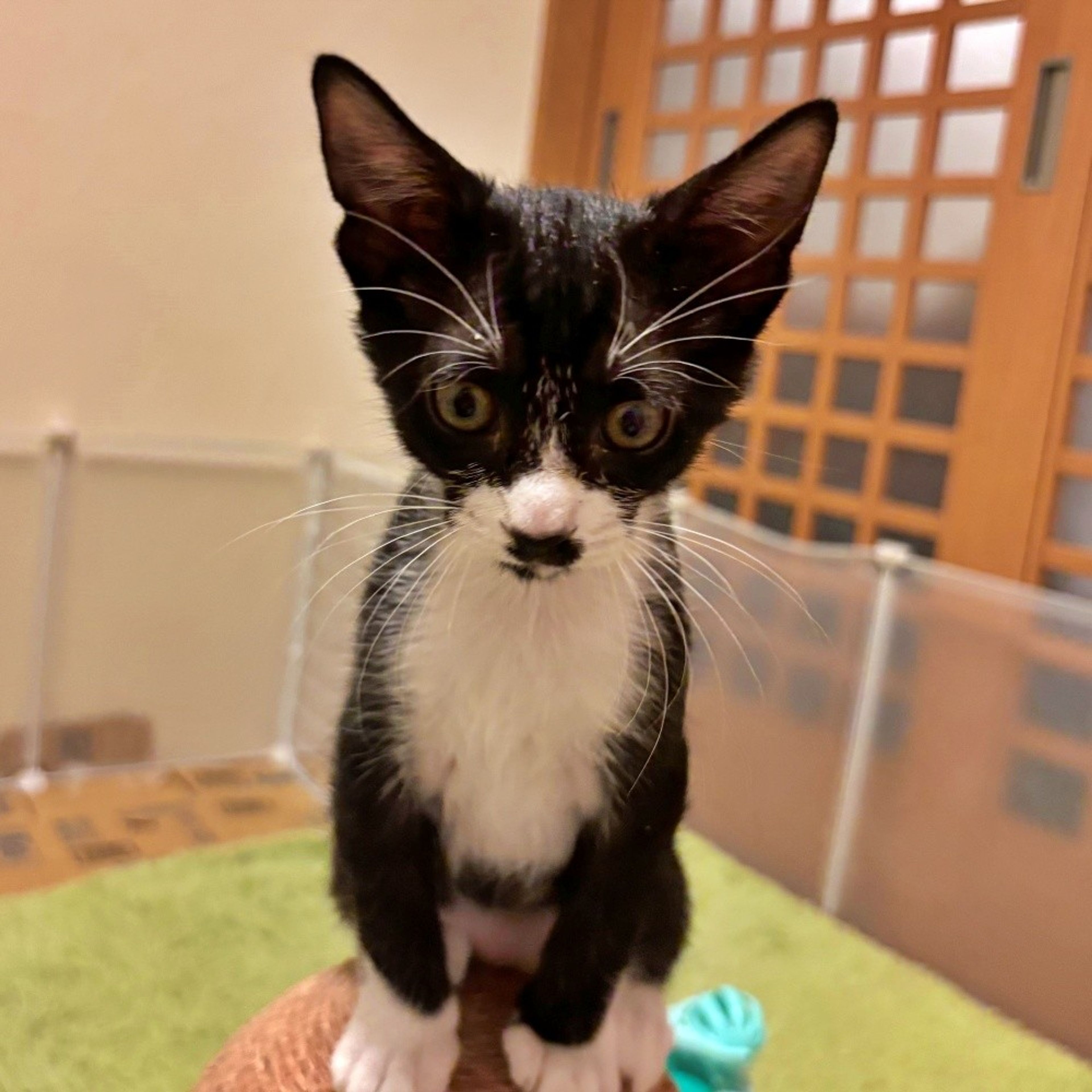 pet-image-2