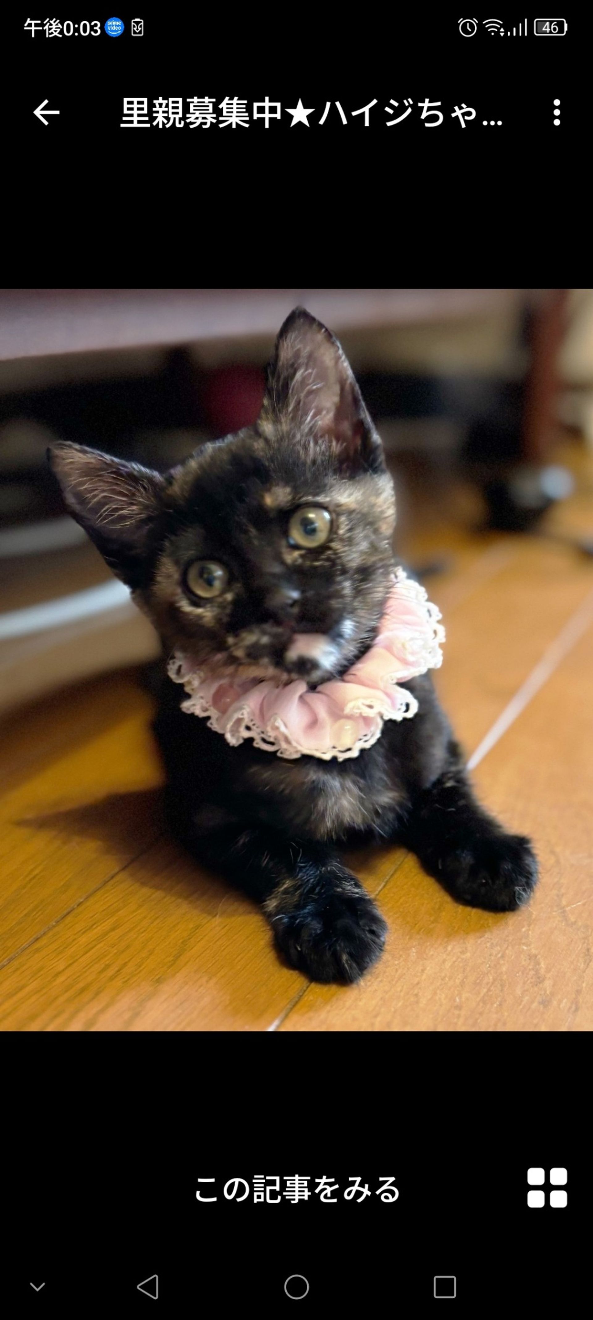 雑種（ミックス猫）・メスの里親募集の写真