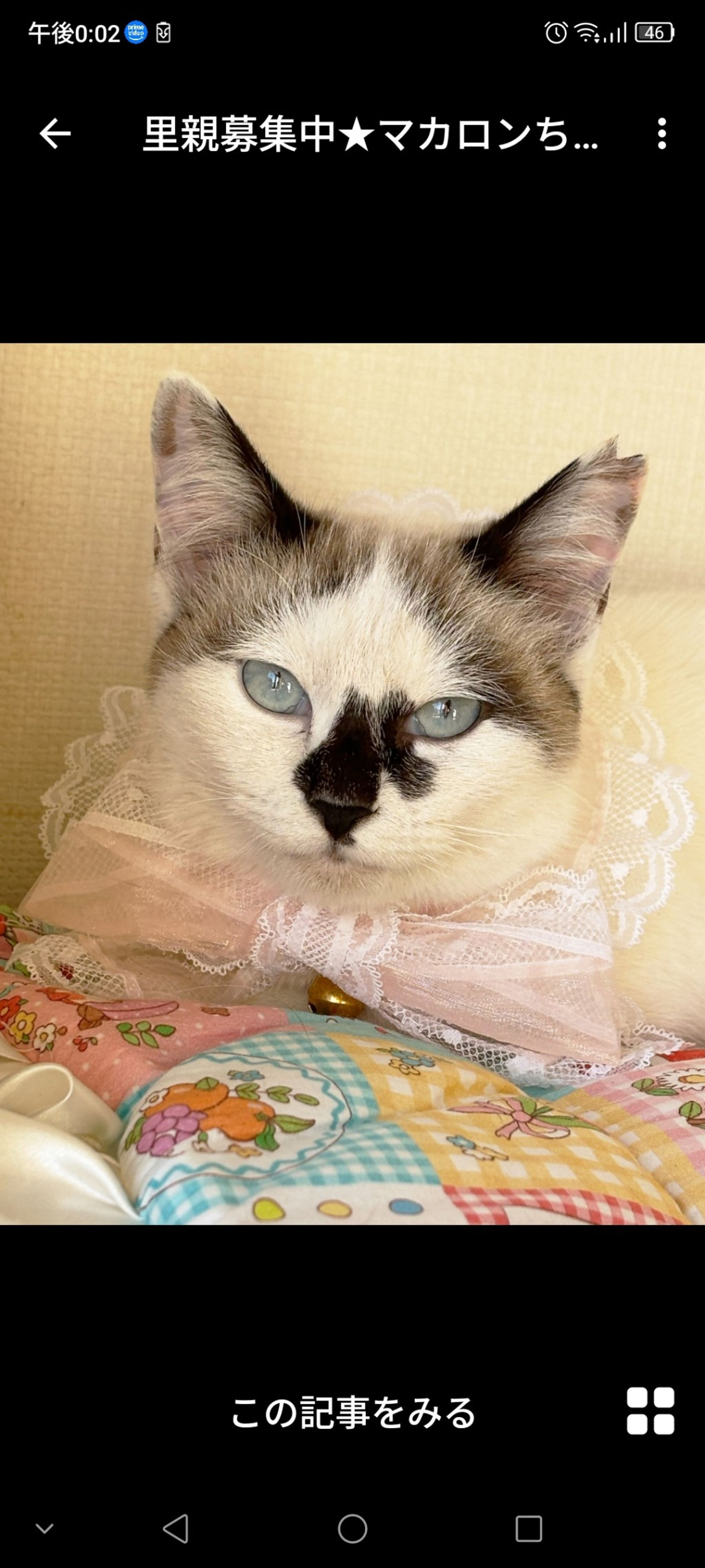 雑種（ミックス猫）・メスの里親募集の写真