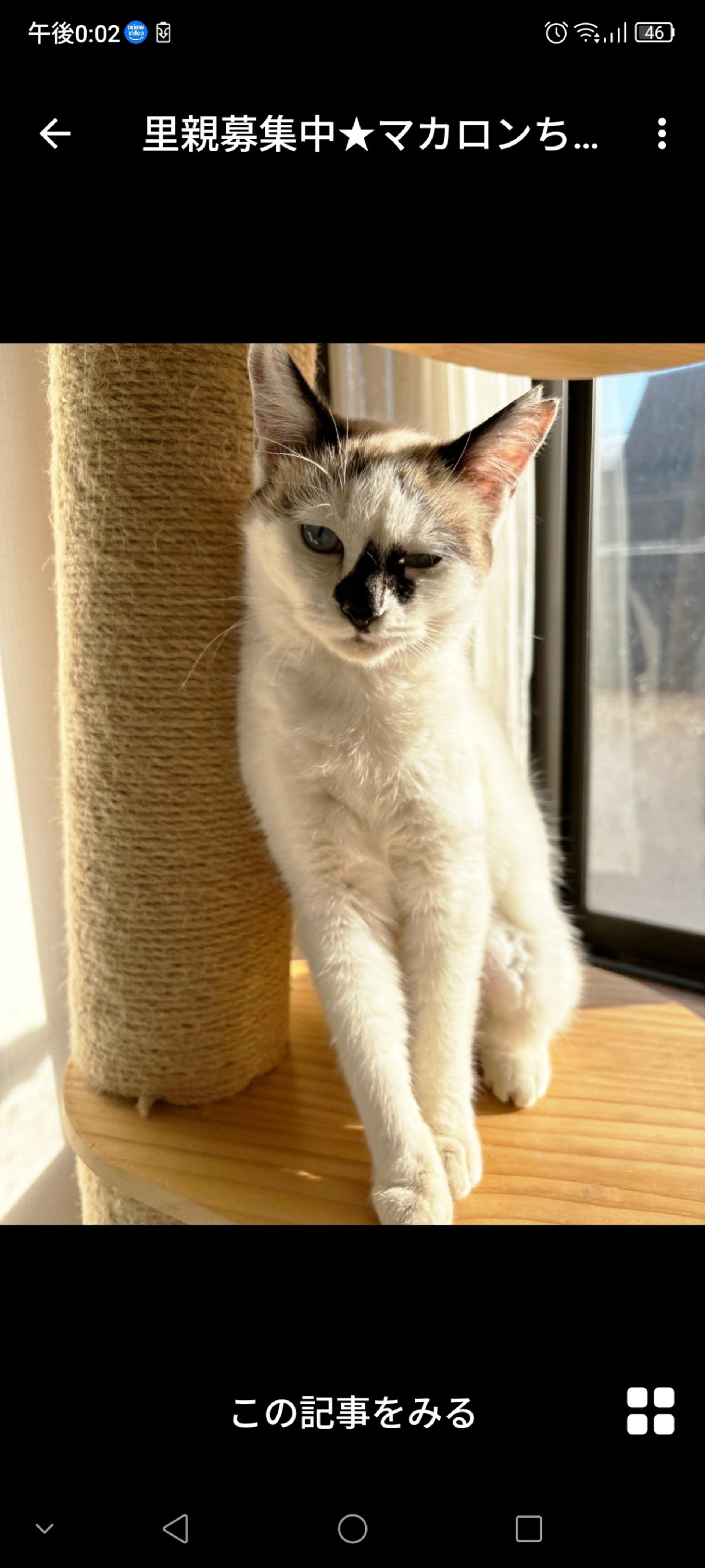pet-image-3