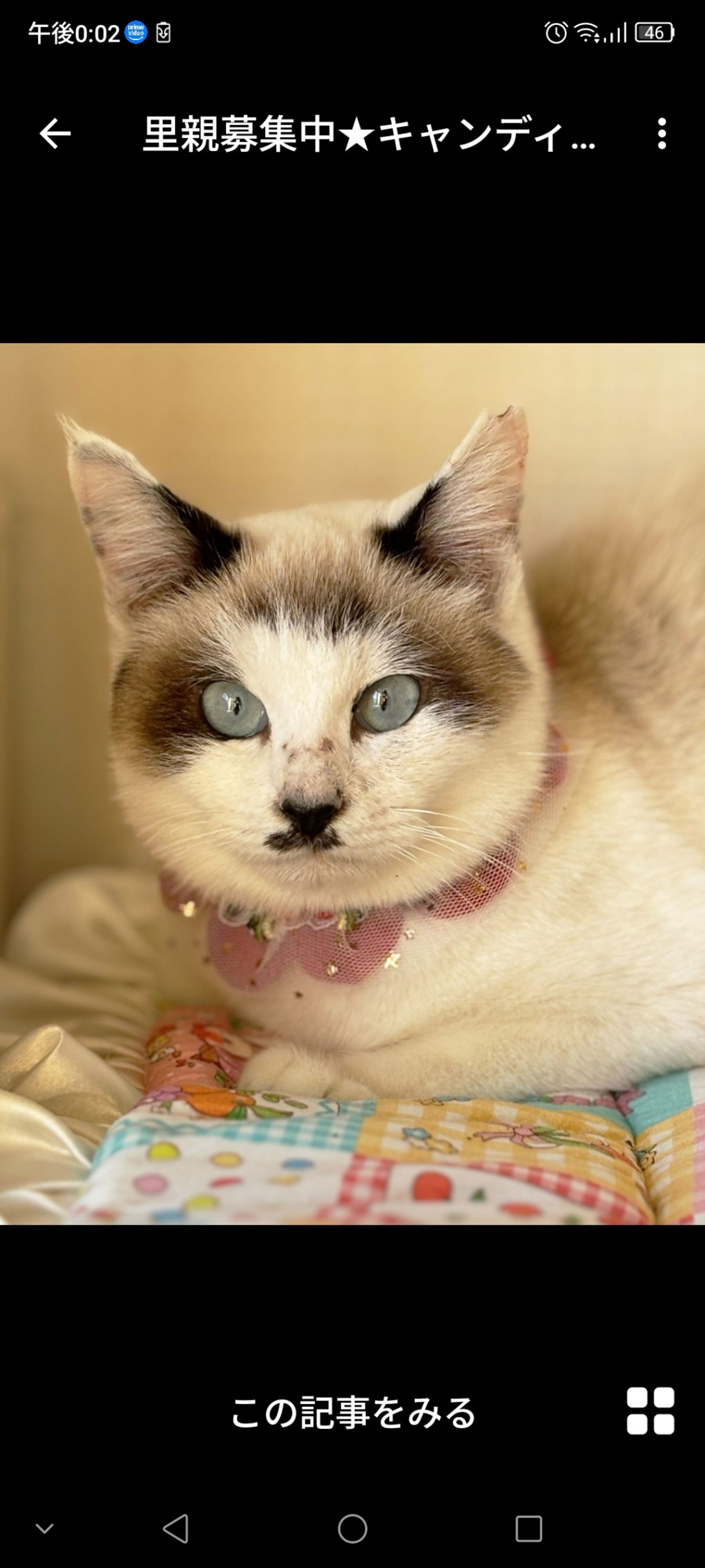 雑種（ミックス猫）・メスの里親募集の写真