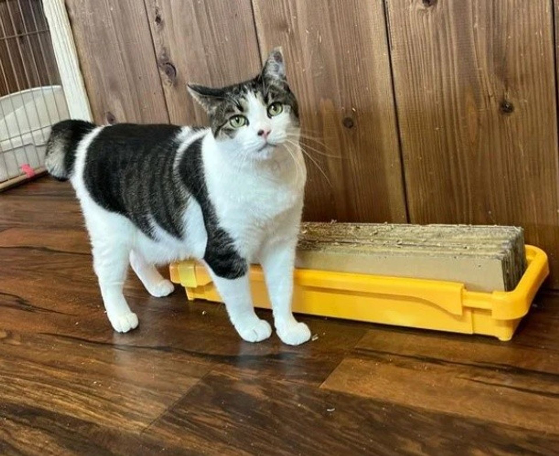雑種（ミックス猫）・メスの里親募集の写真