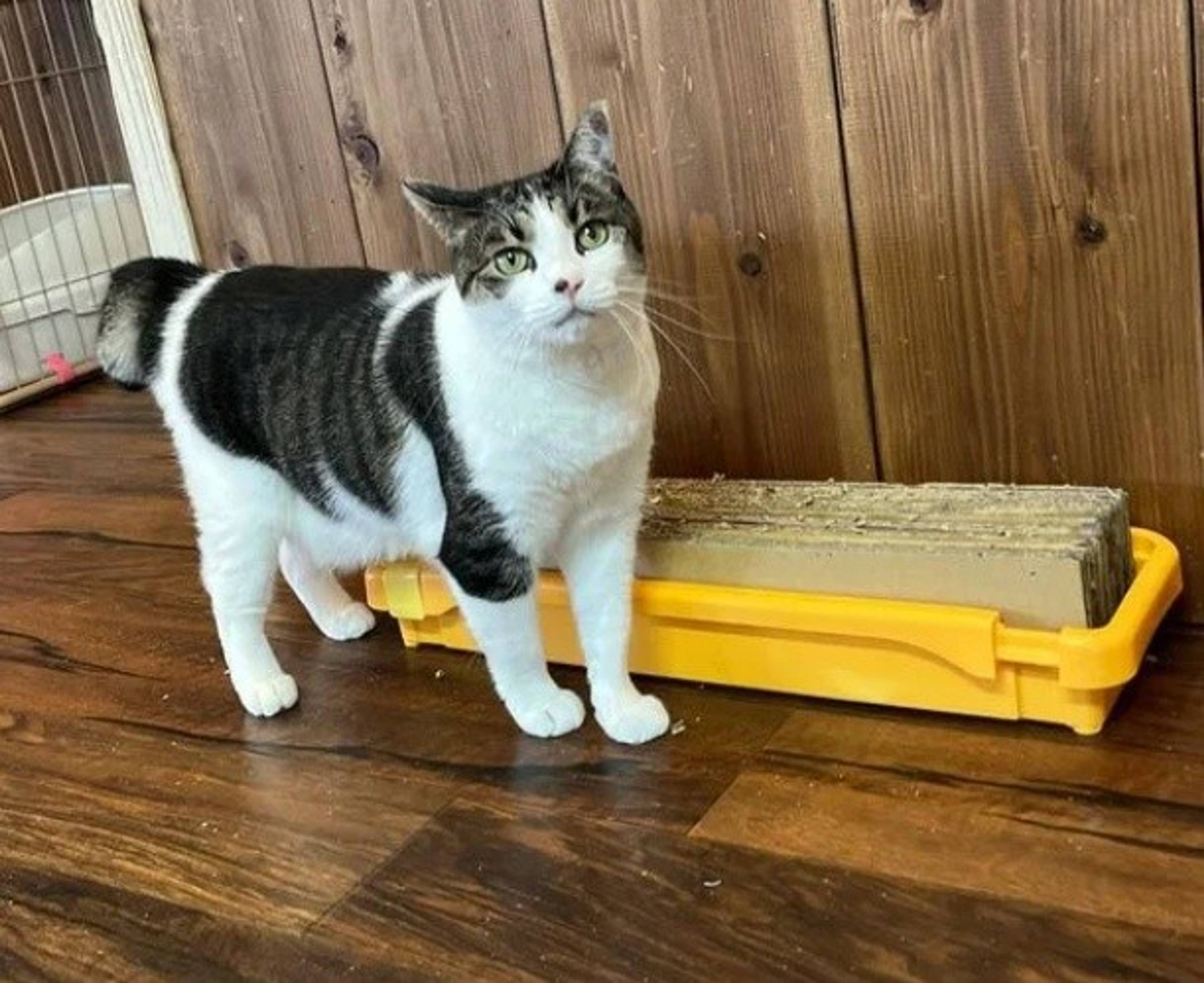 雑種（ミックス猫）・メスの里親募集の写真