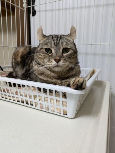 コゾ