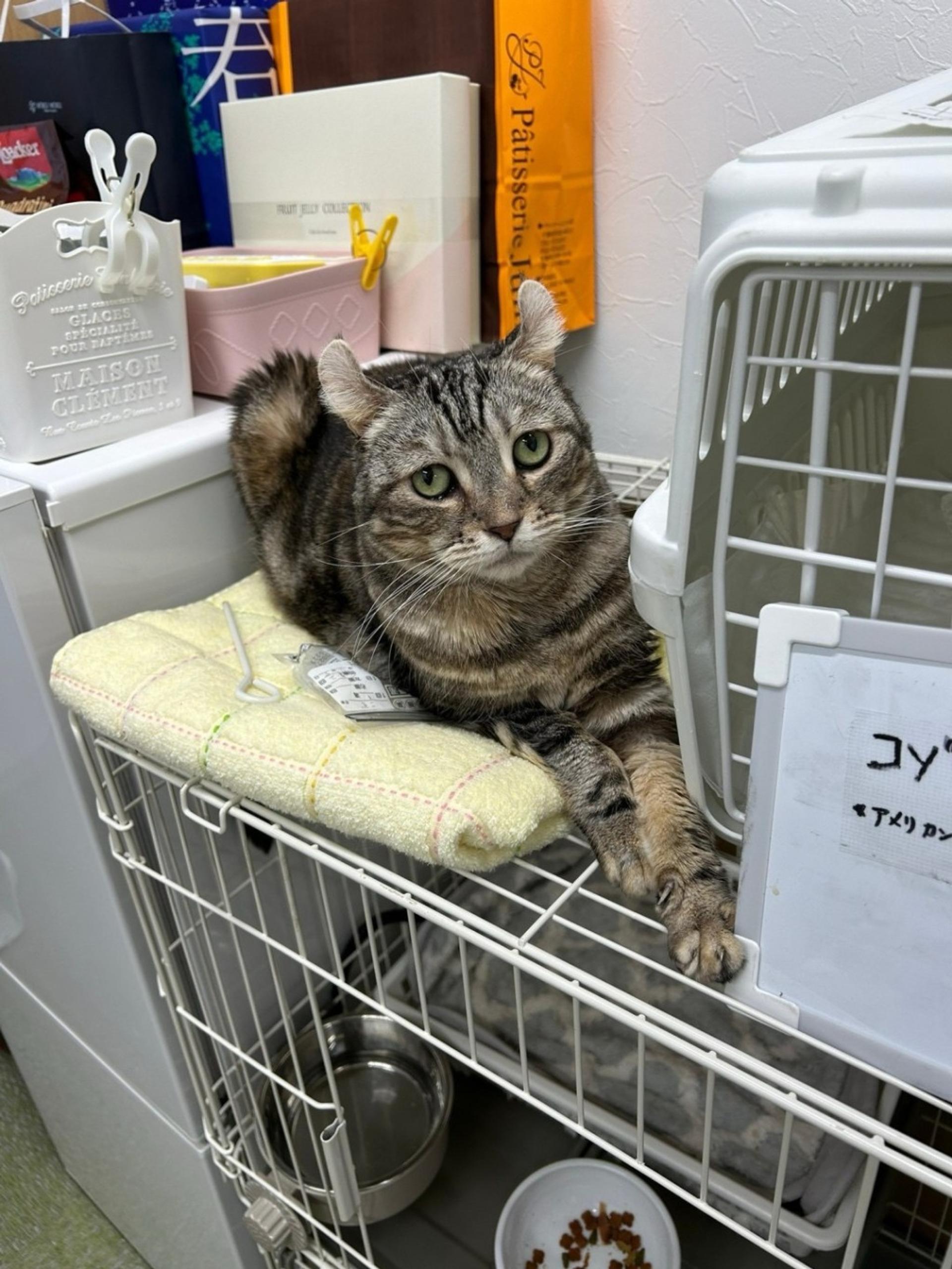 pet-image-2