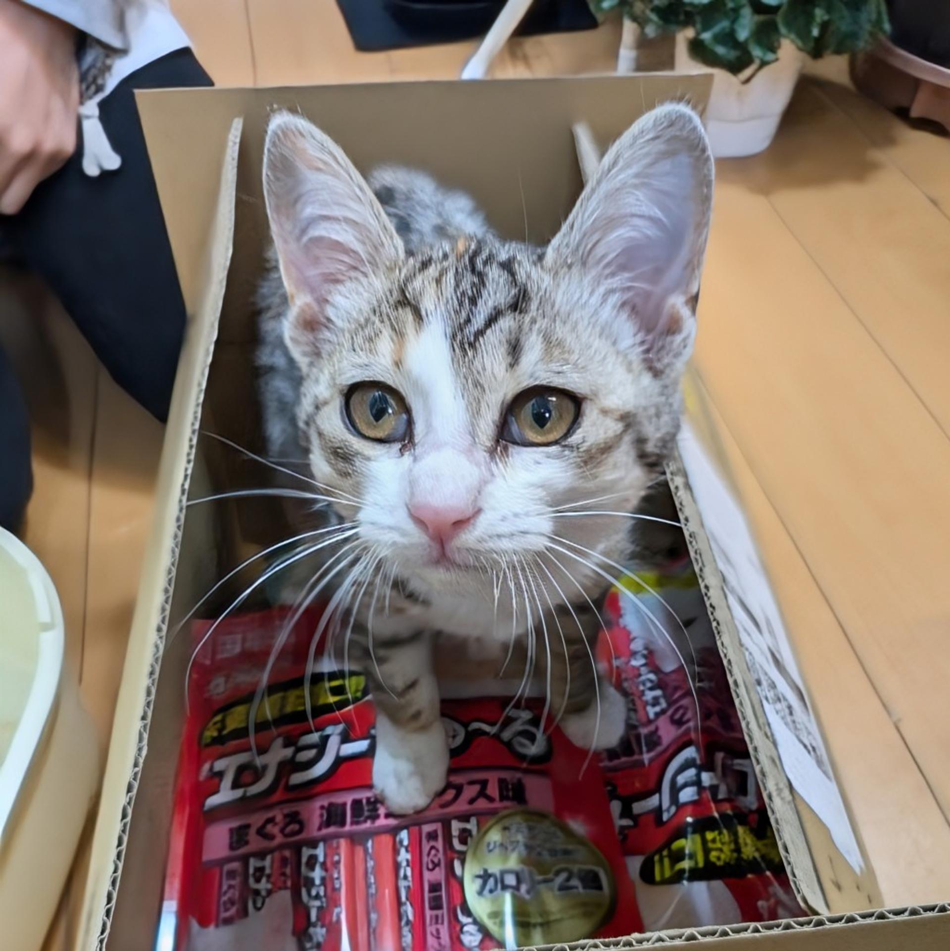 pet-image-2
