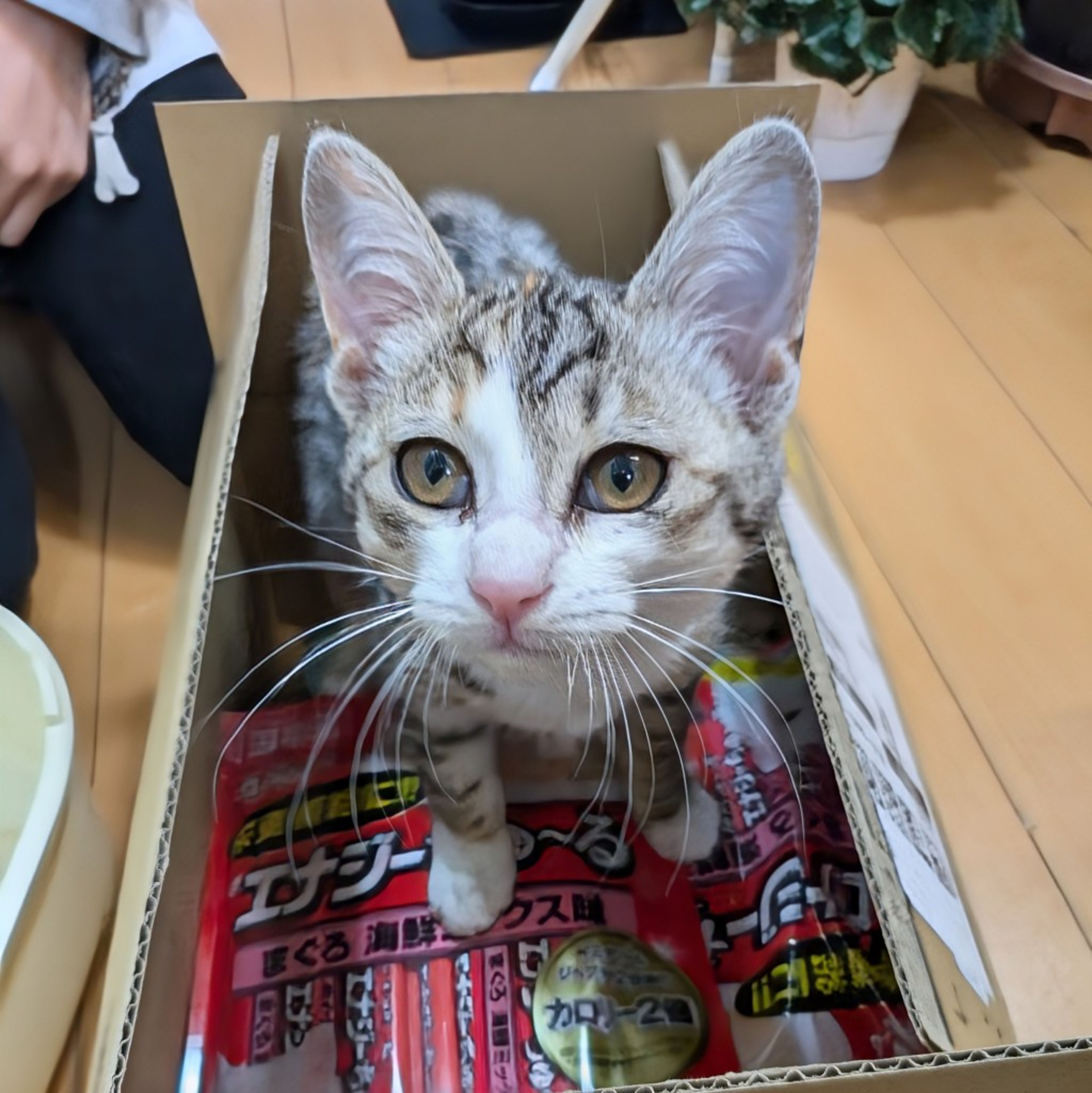 pet-image-2