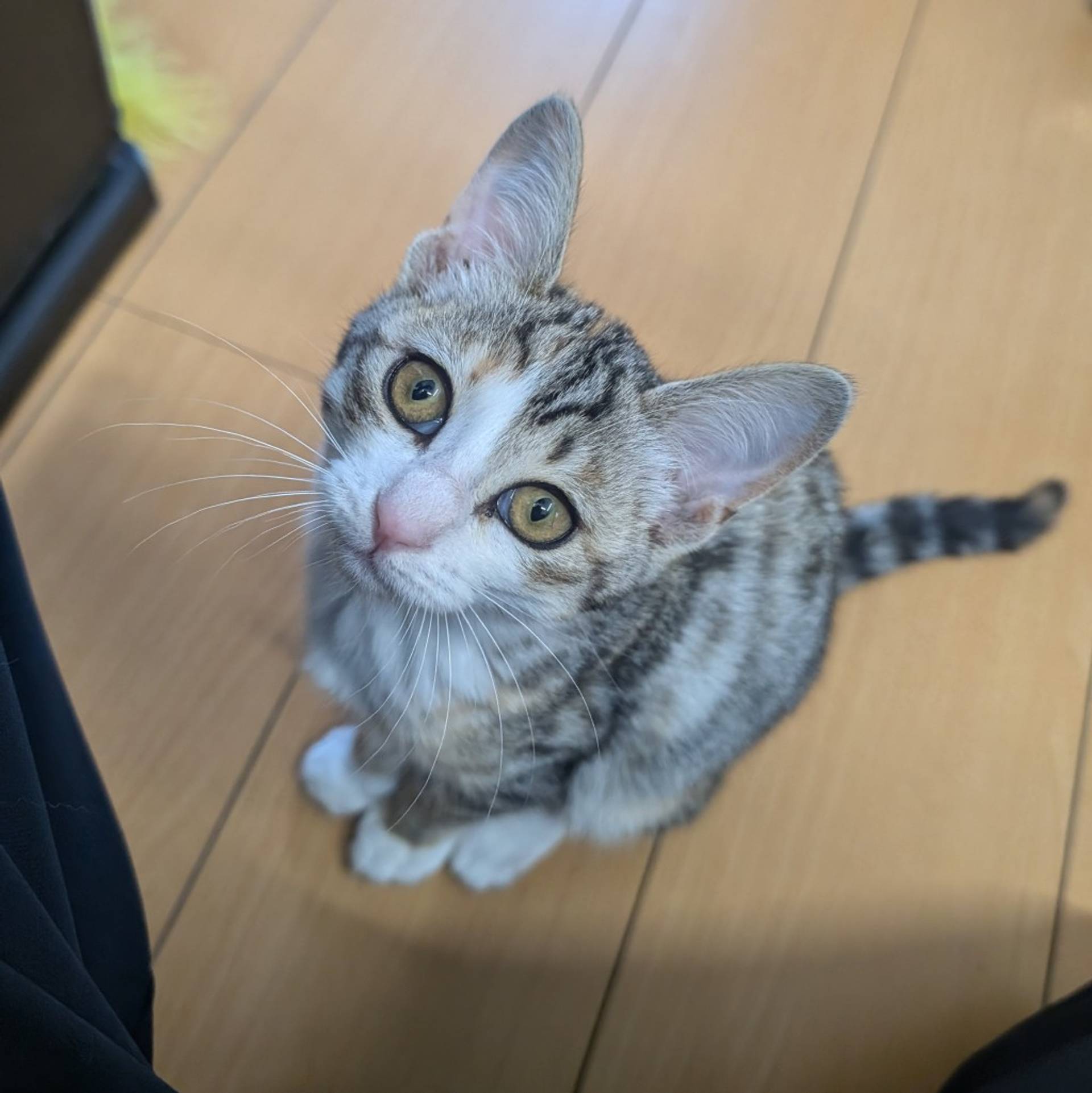 雑種（ミックス猫）・メスの里親募集の写真