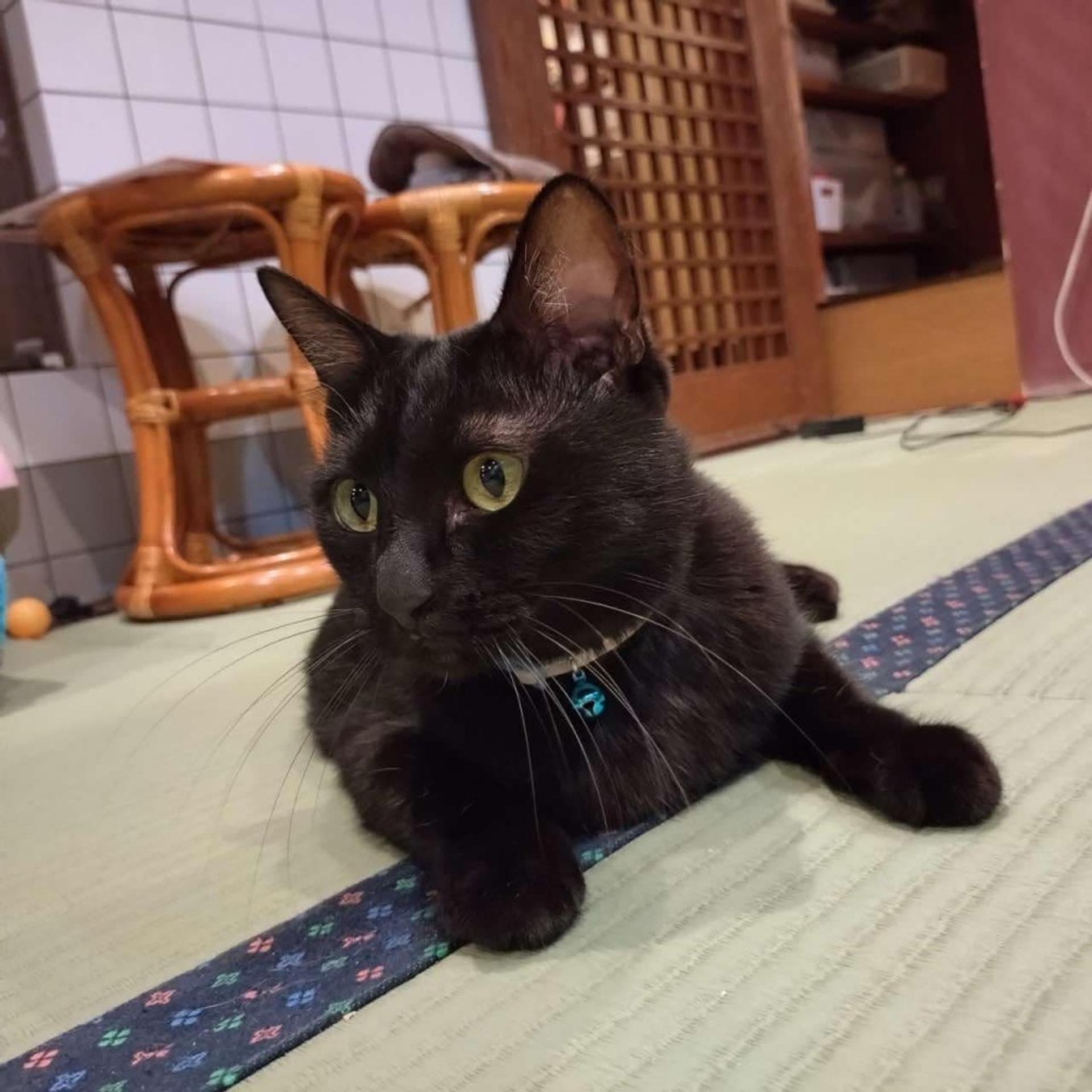 pet-image-3