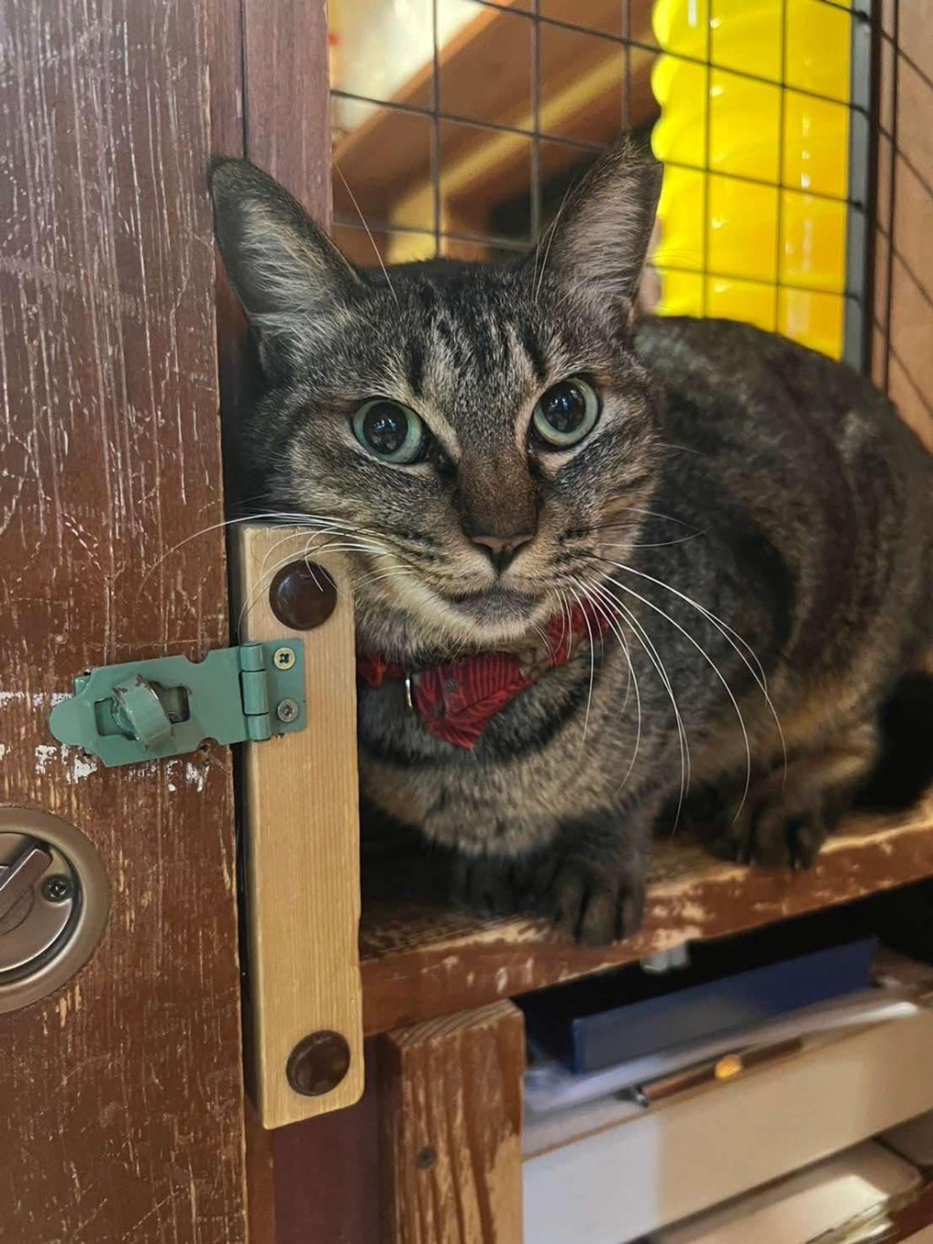 雑種（ミックス猫）・メスの里親募集の写真