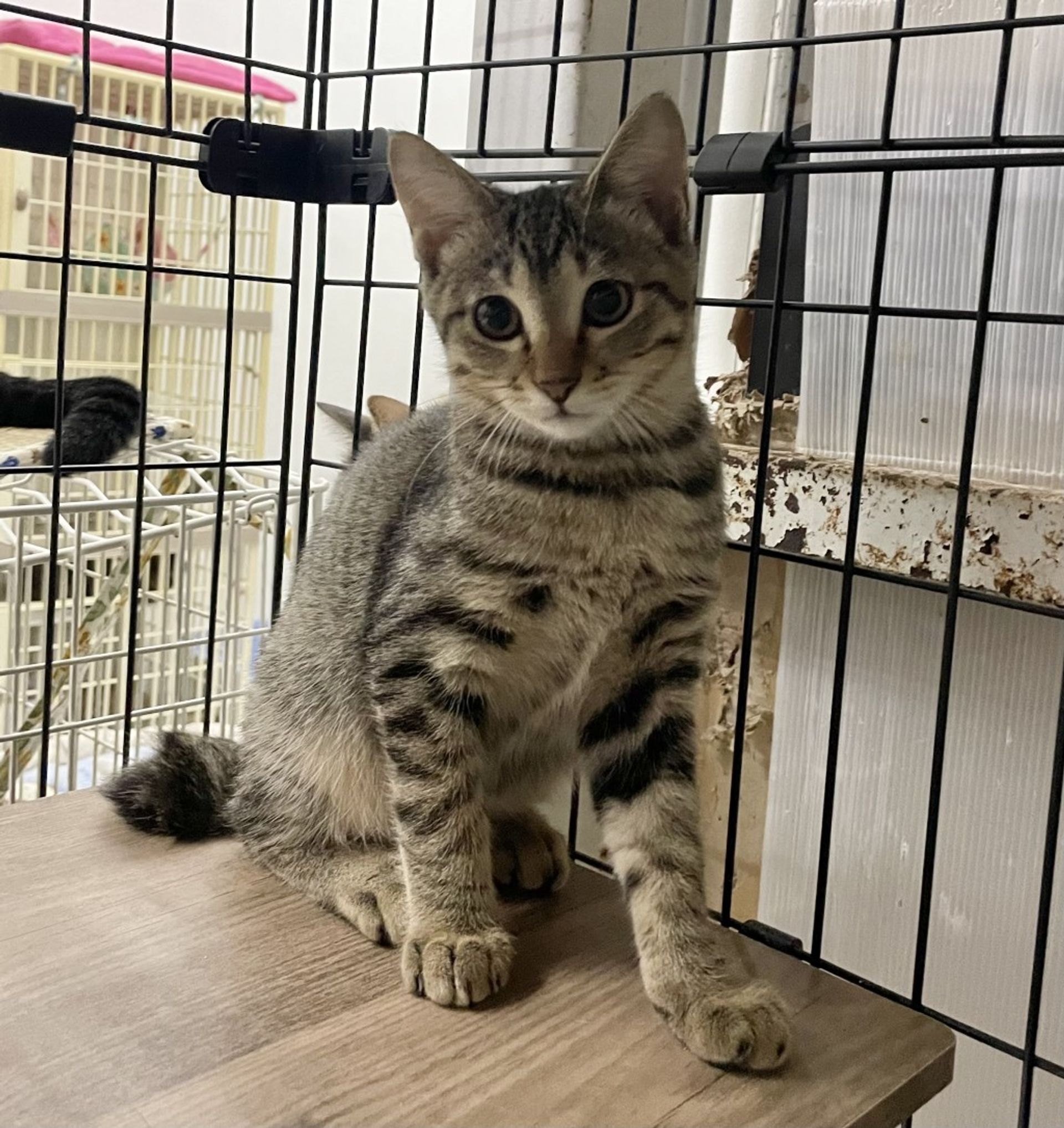 雑種（ミックス猫）・オスの里親募集の写真