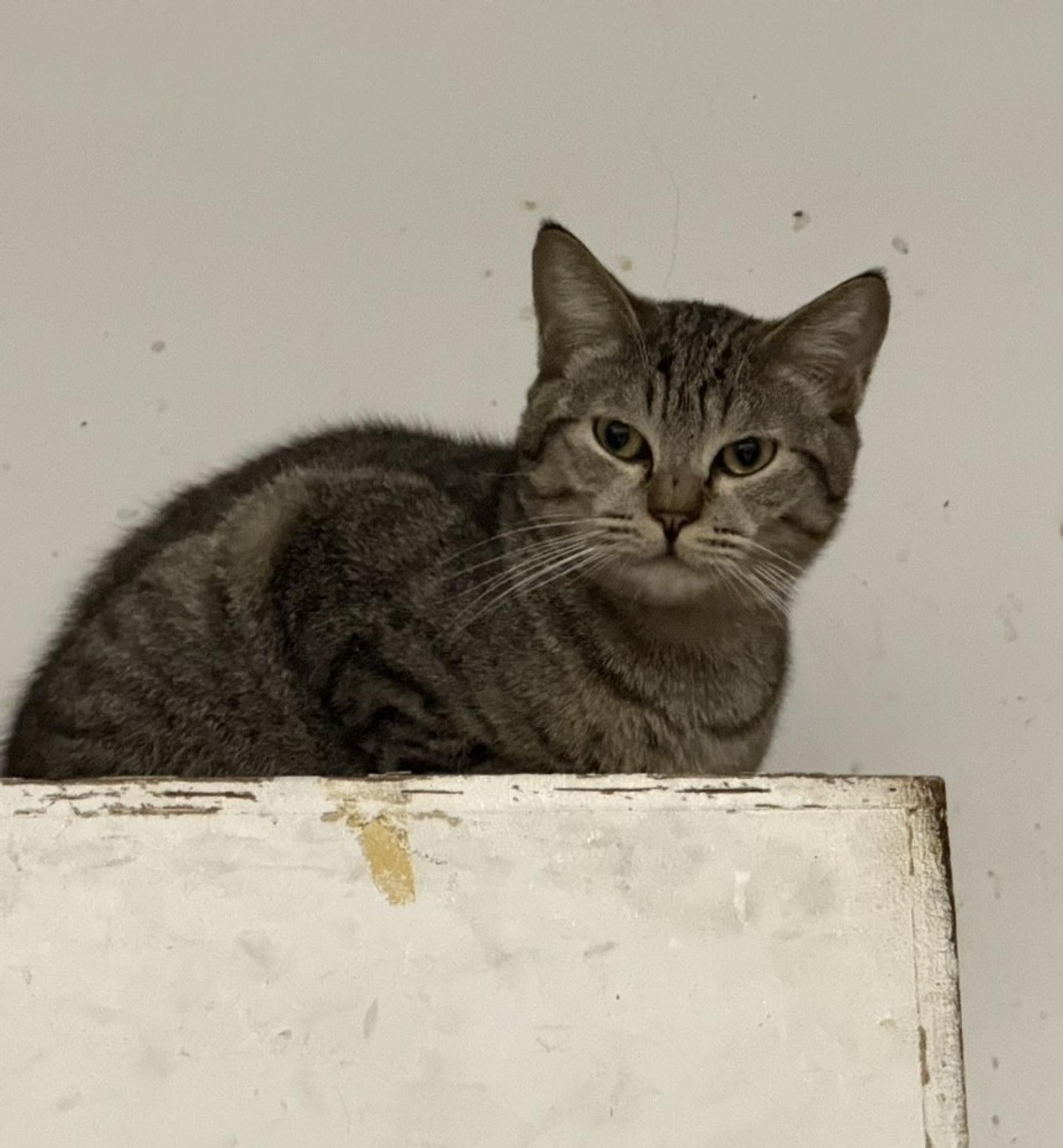 pet-image-3