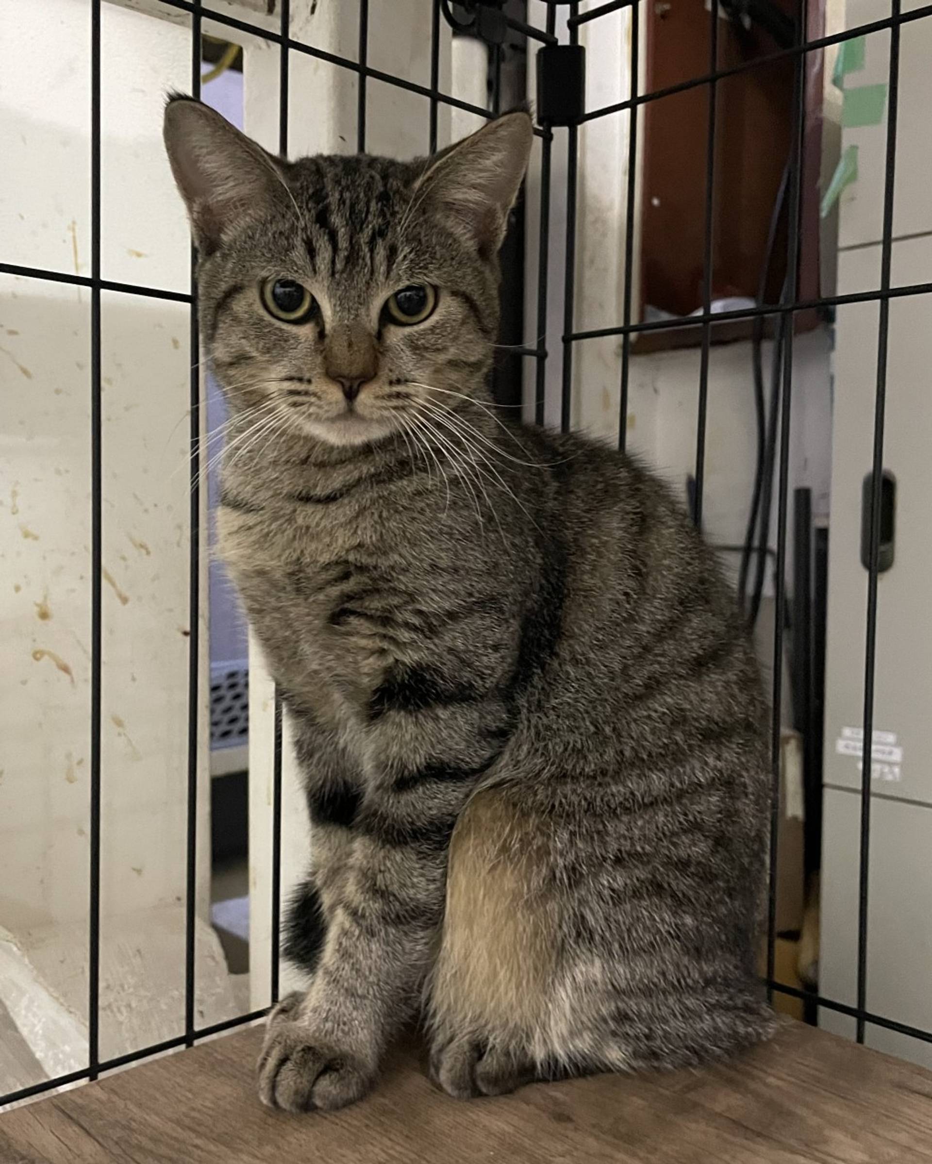 雑種（ミックス猫）・オスの里親募集の写真