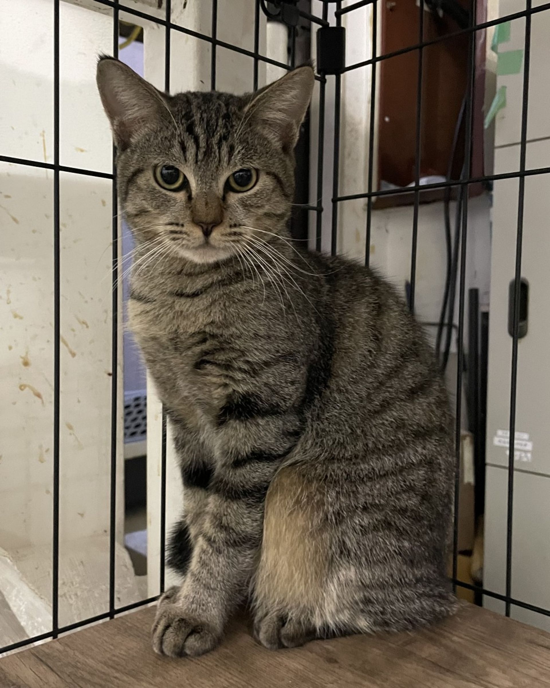 雑種（ミックス猫）・オスの里親募集の写真