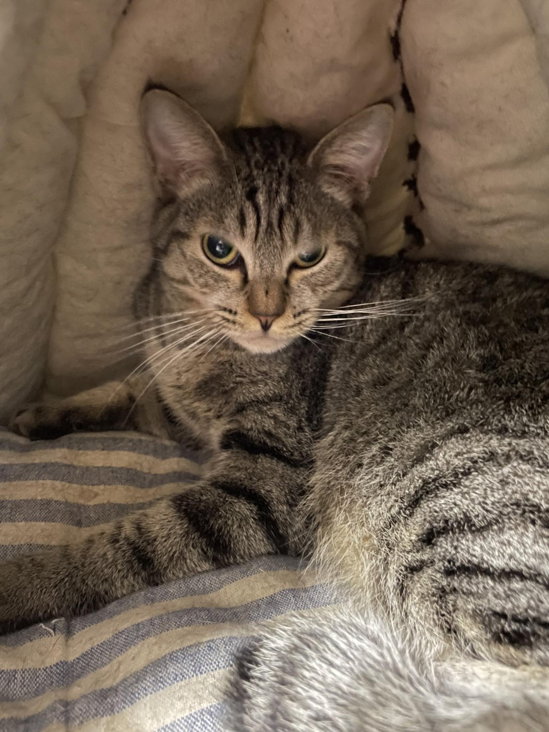 pet-image-2