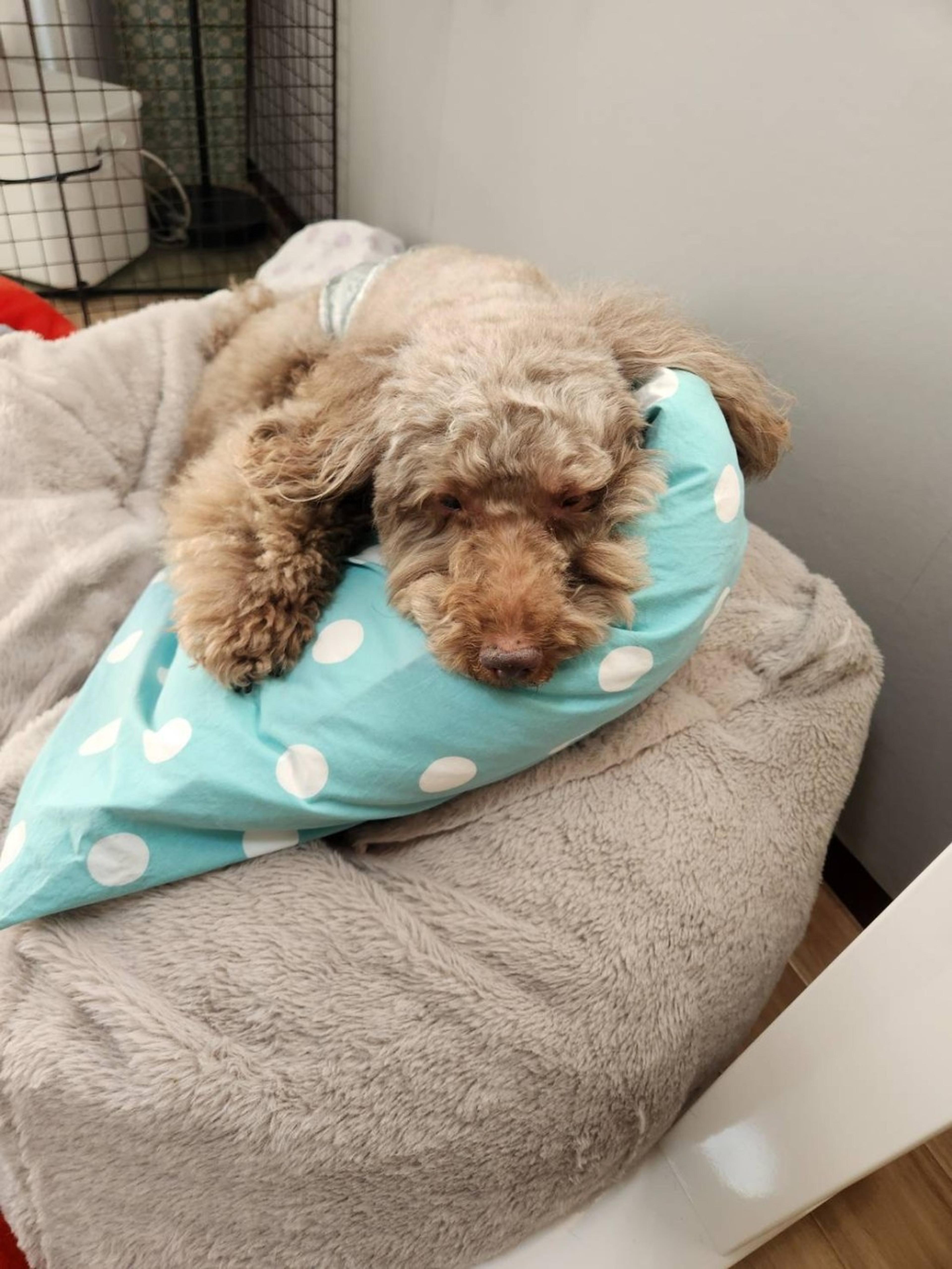 pet-image-5