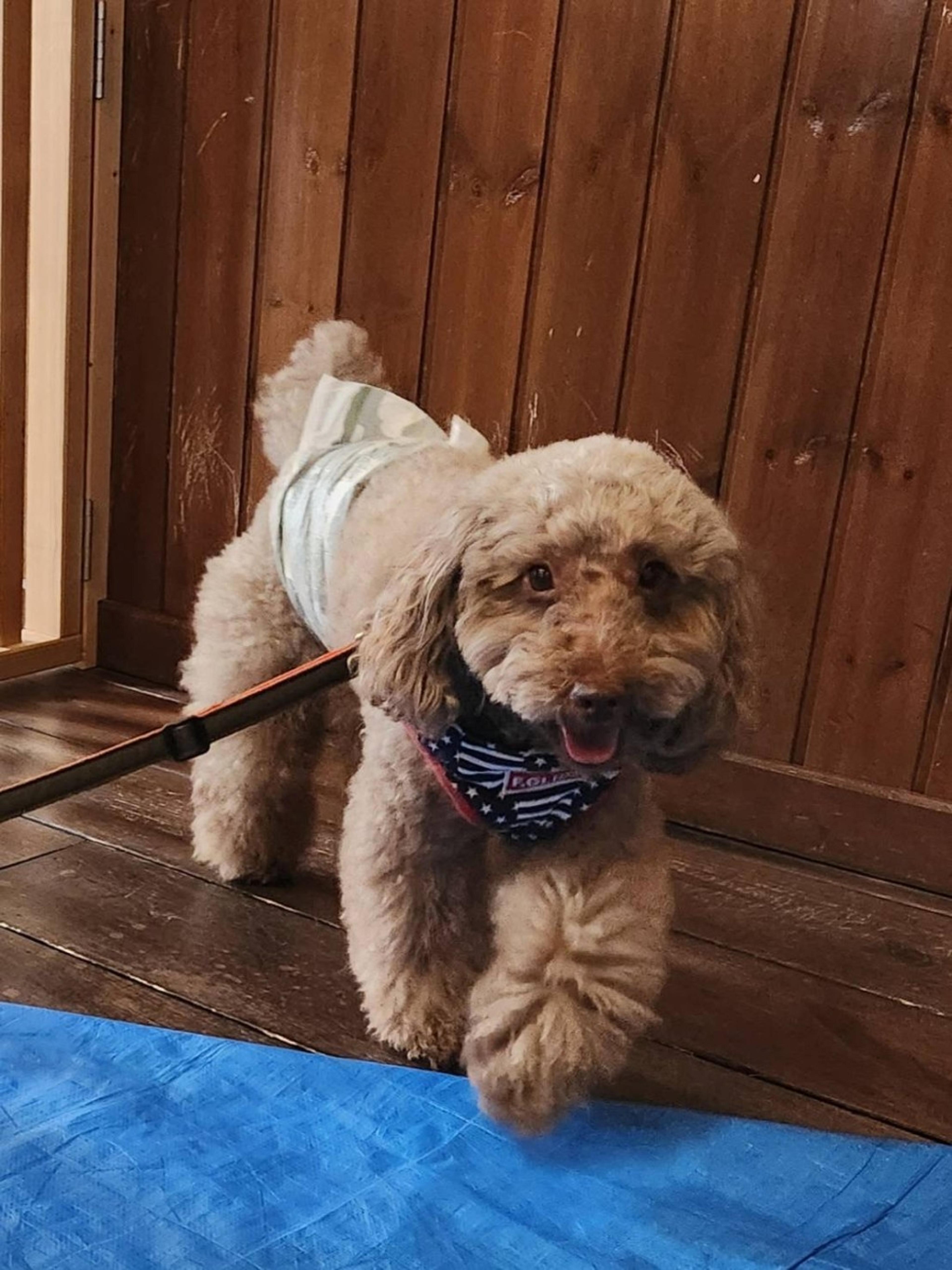 pet-image-3