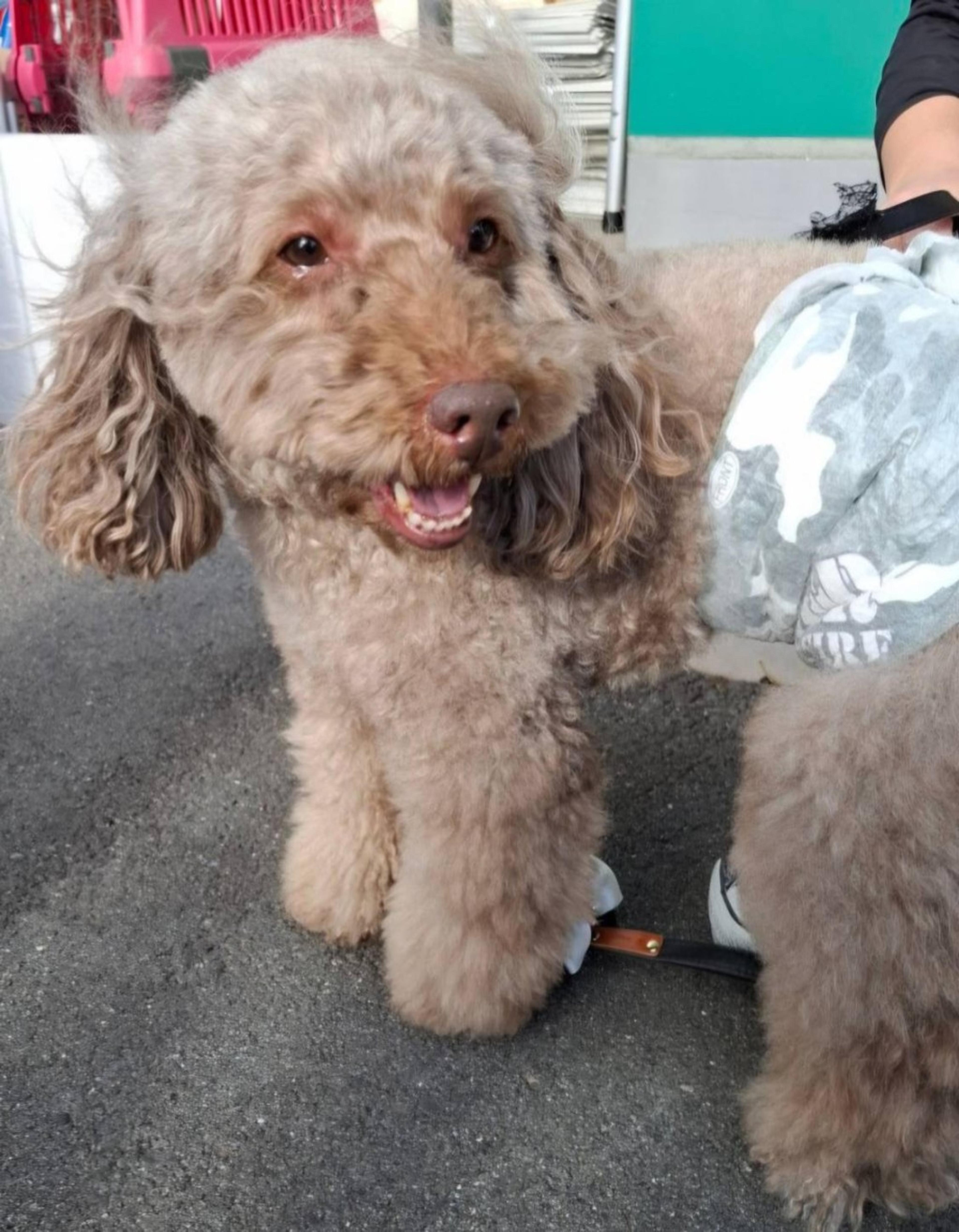 pet-image-2