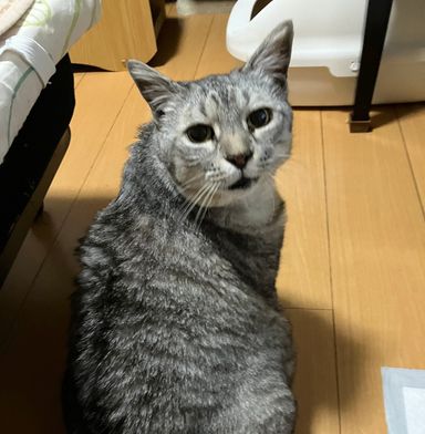トトロ