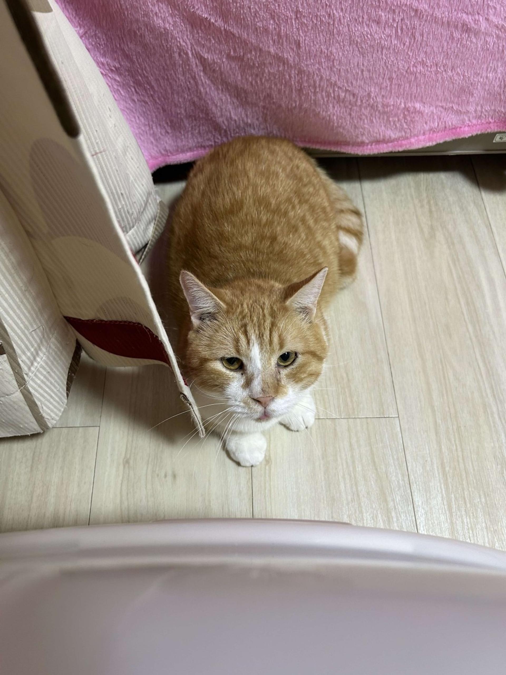 pet-image-3