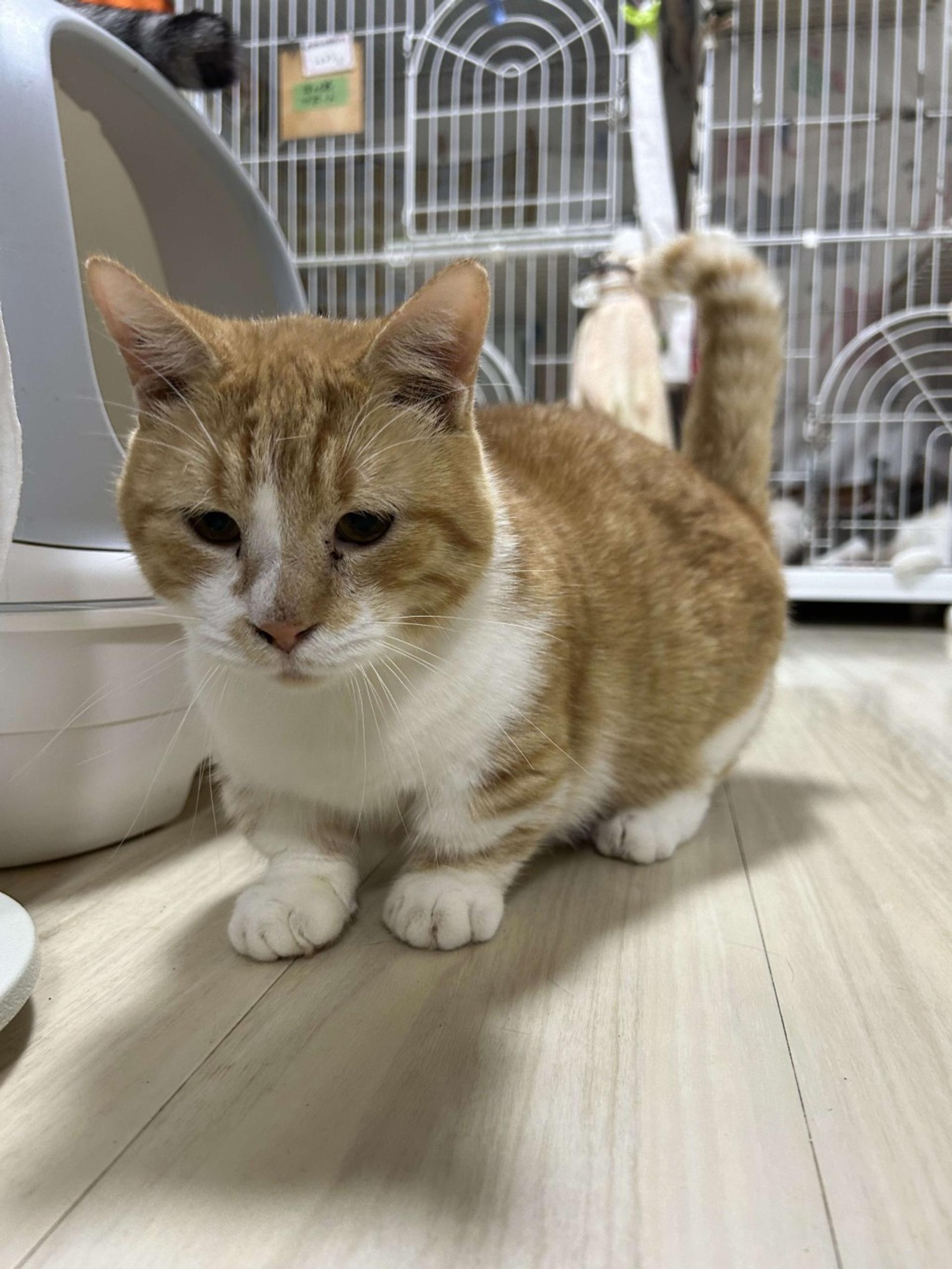 pet-image-8