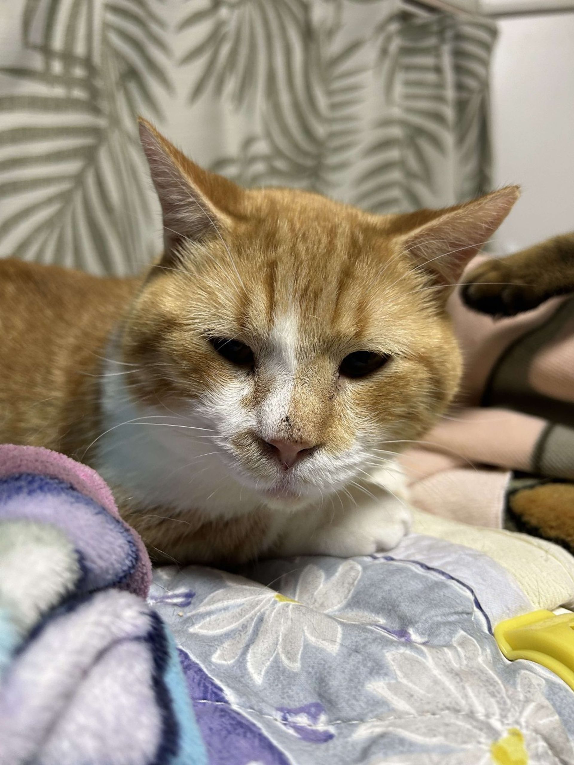 雑種（ミックス猫）・オスの里親募集の写真