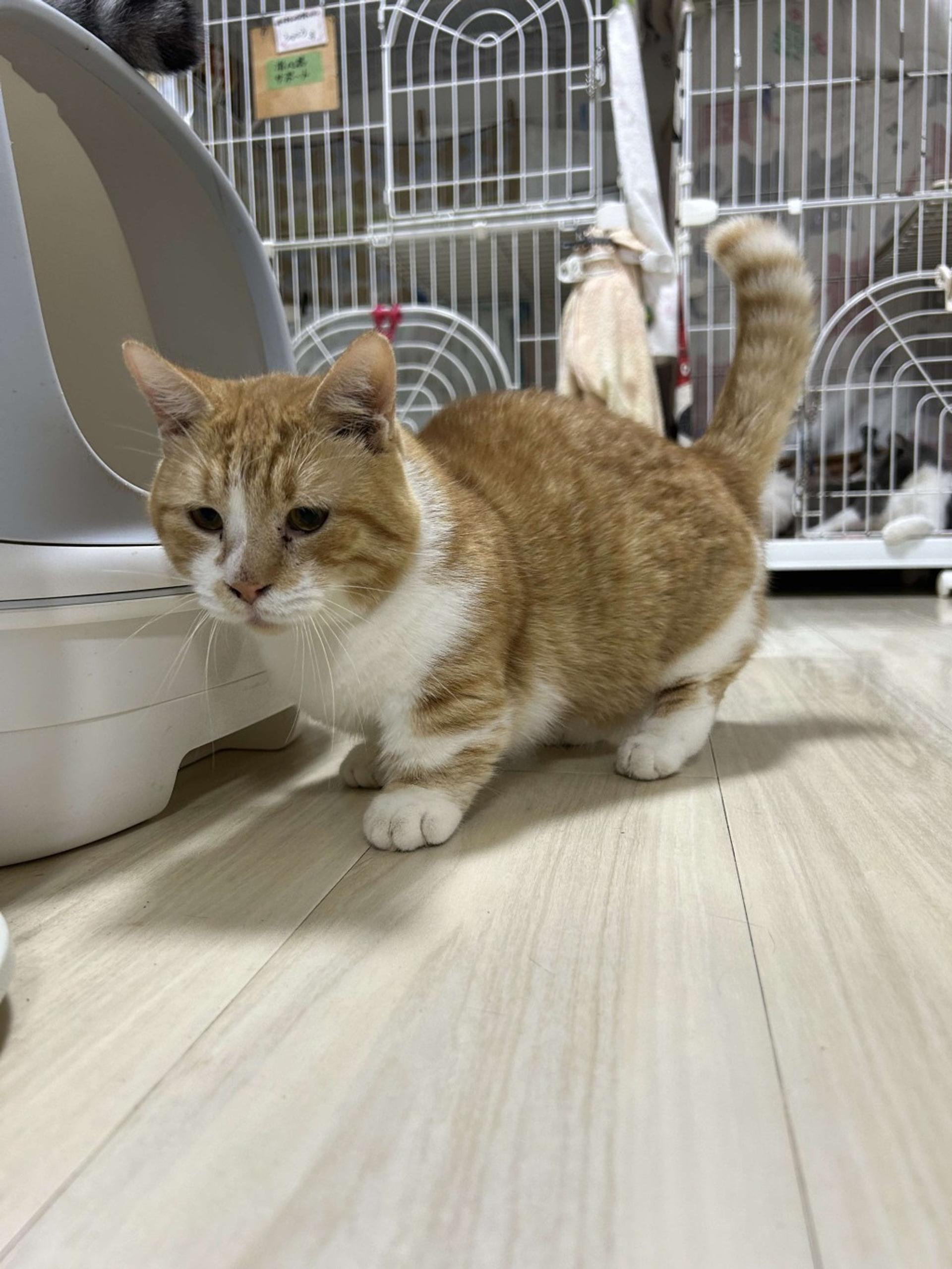pet-image-9