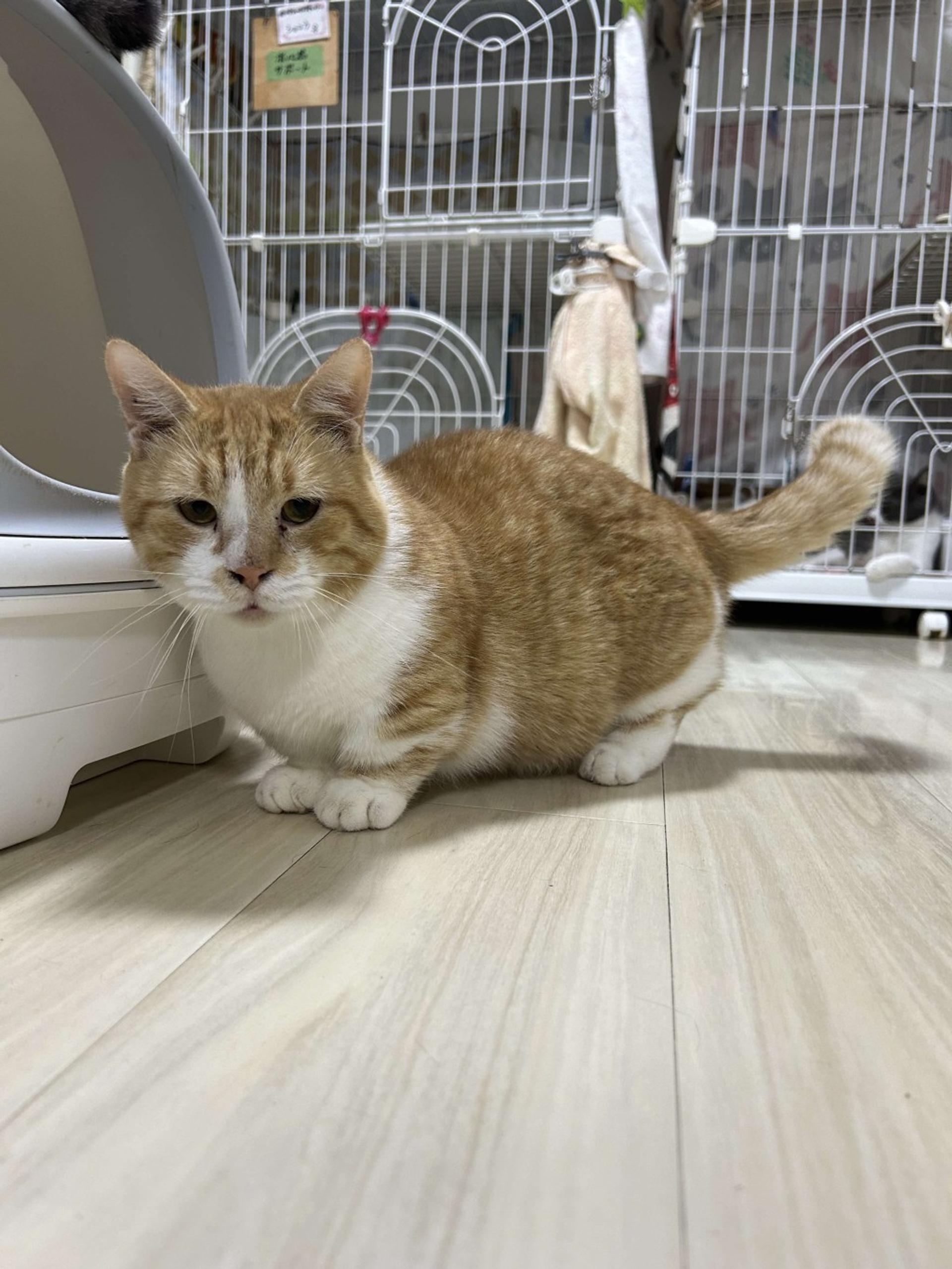 pet-image-10