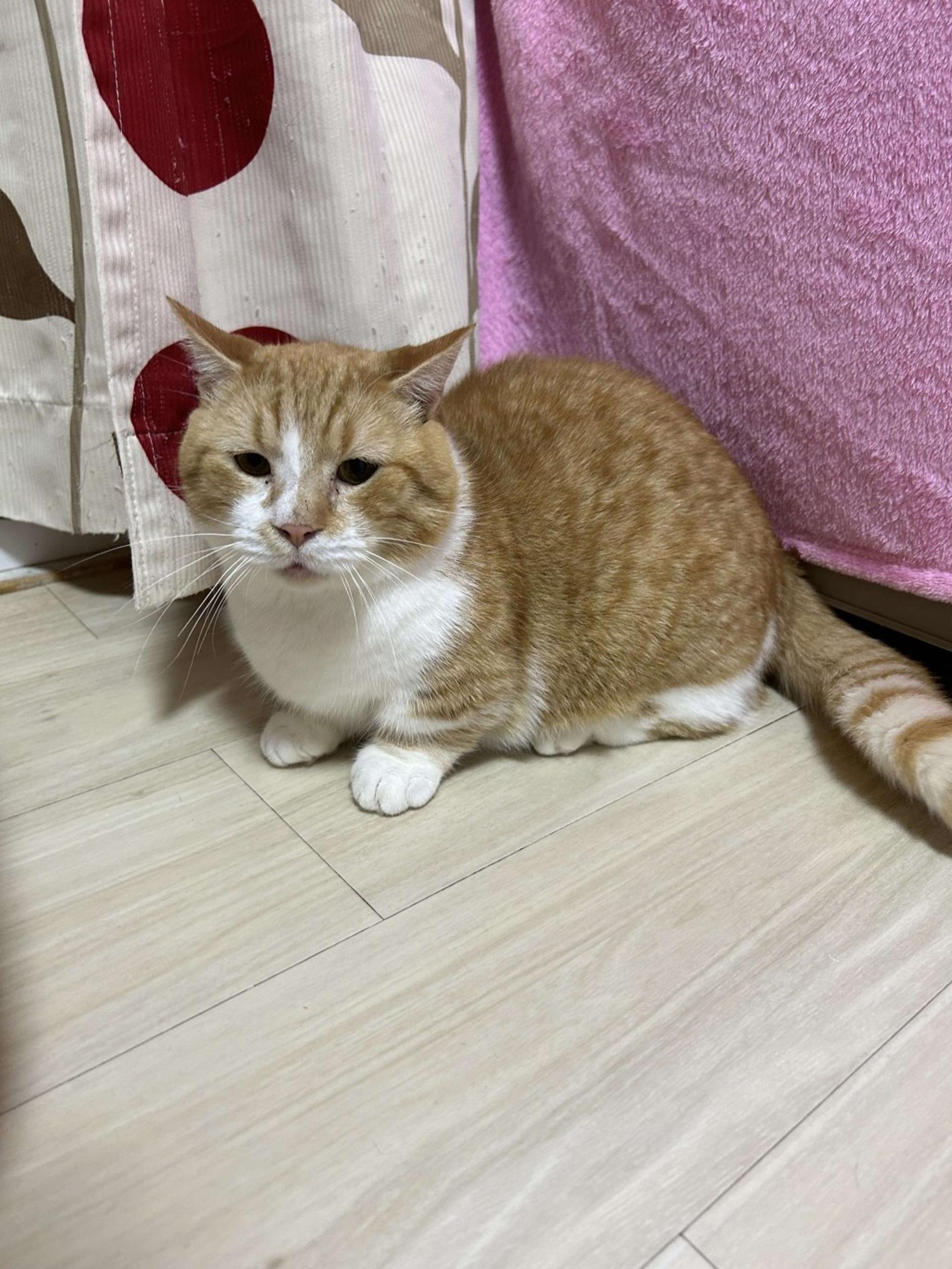 pet-image-6