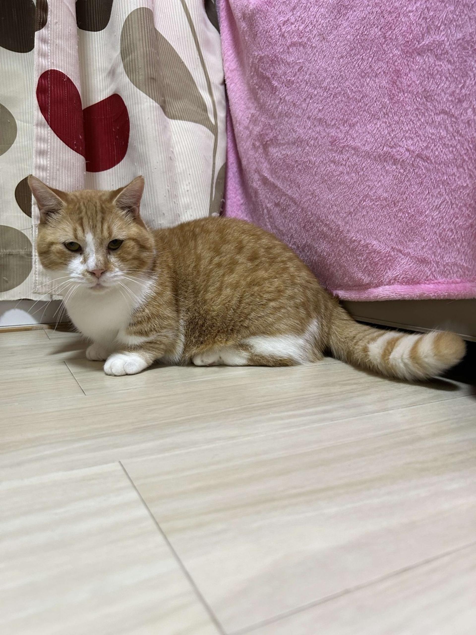pet-image-7