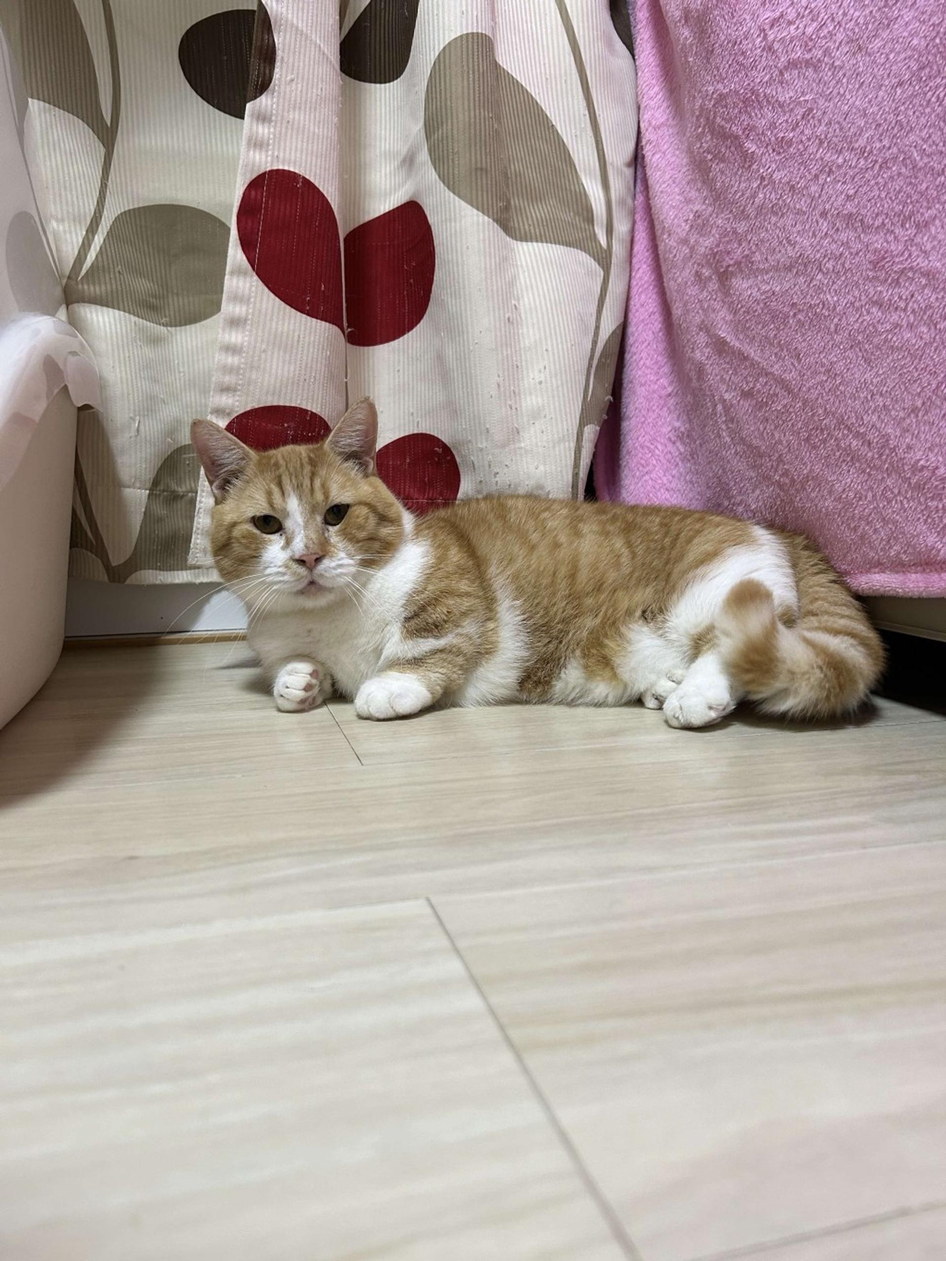 pet-image-5