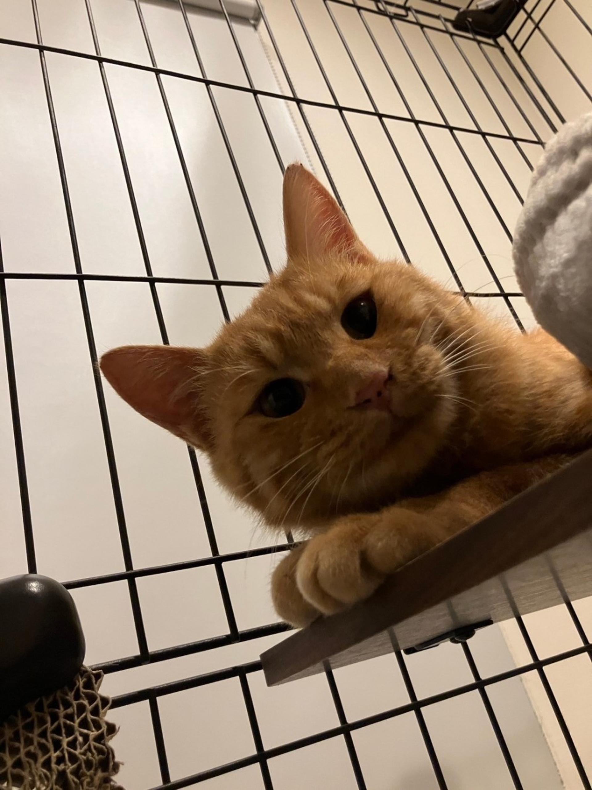 pet-image-3