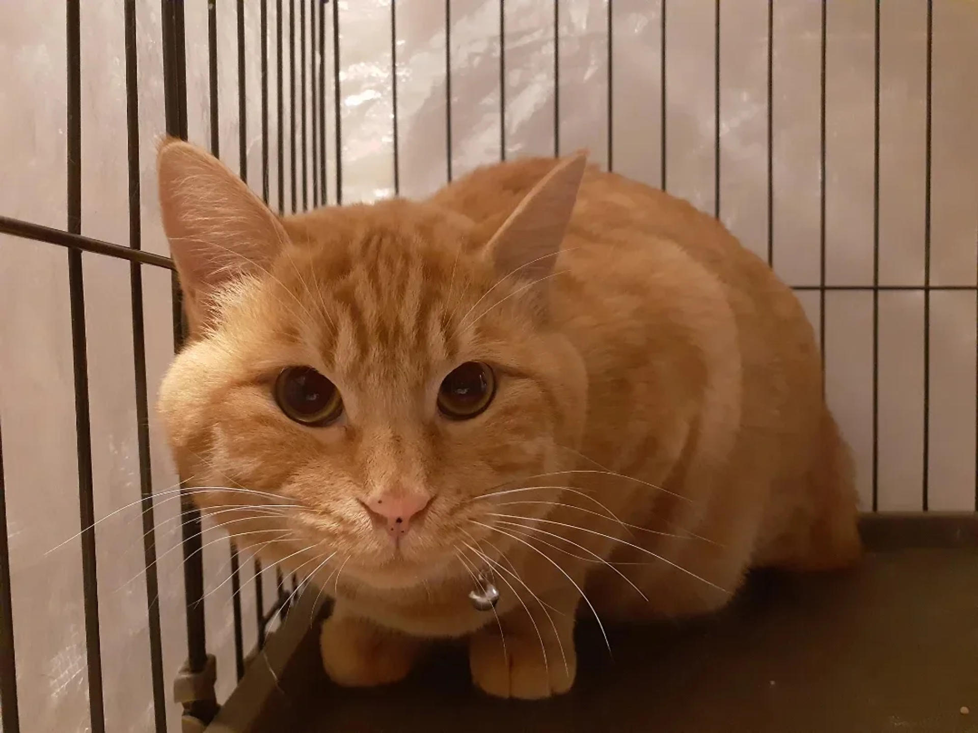 pet-image-5