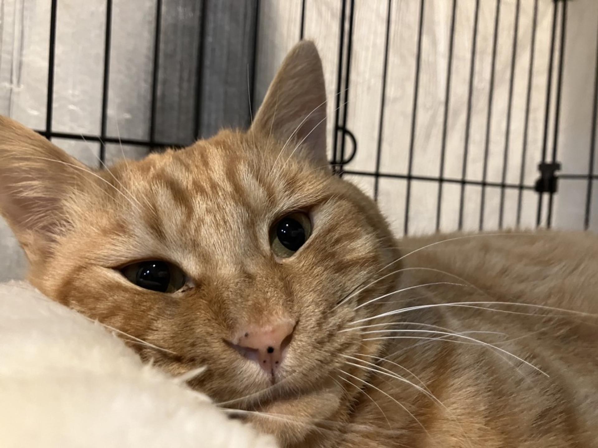 pet-image-4